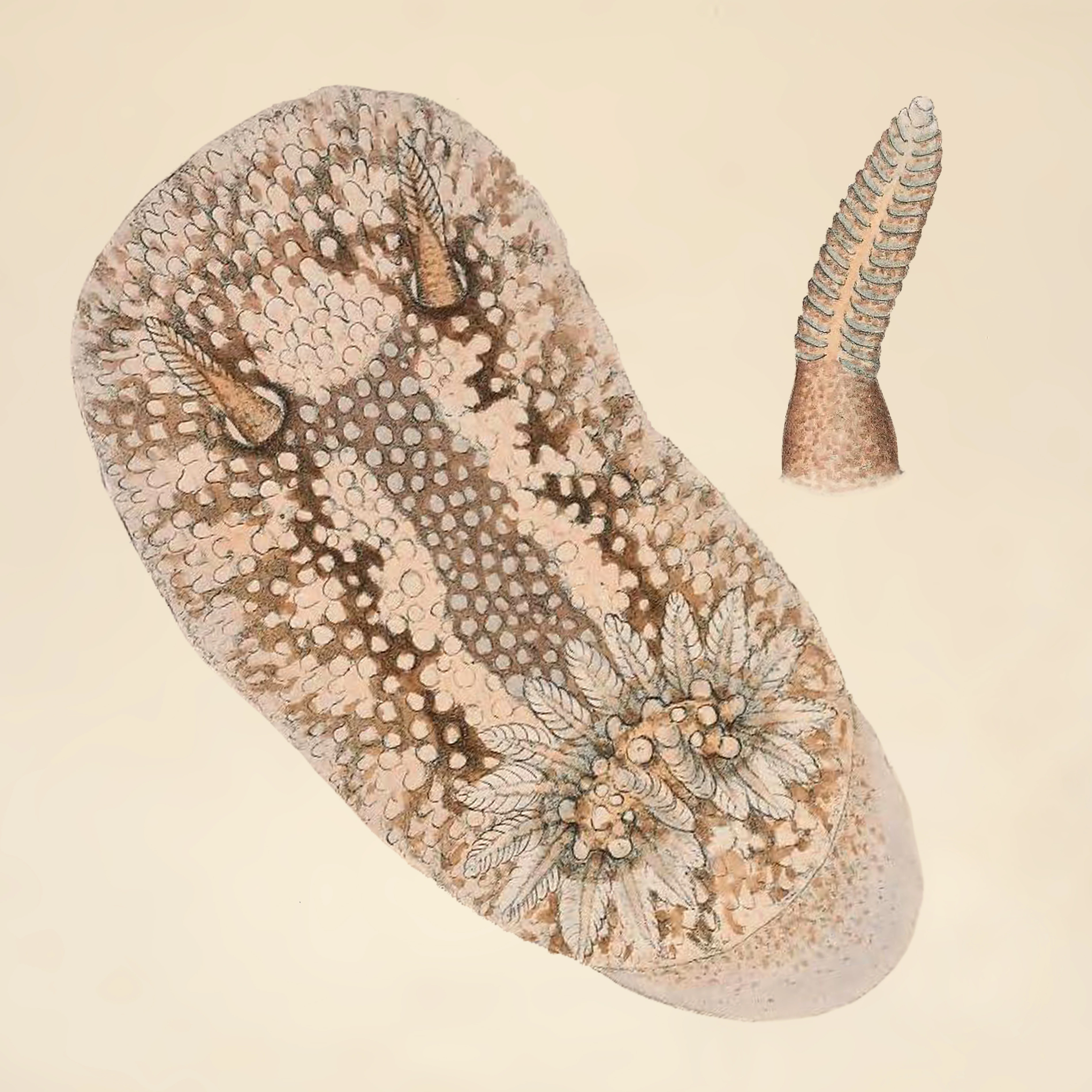 Snegler: Onchidoris bilamellata.