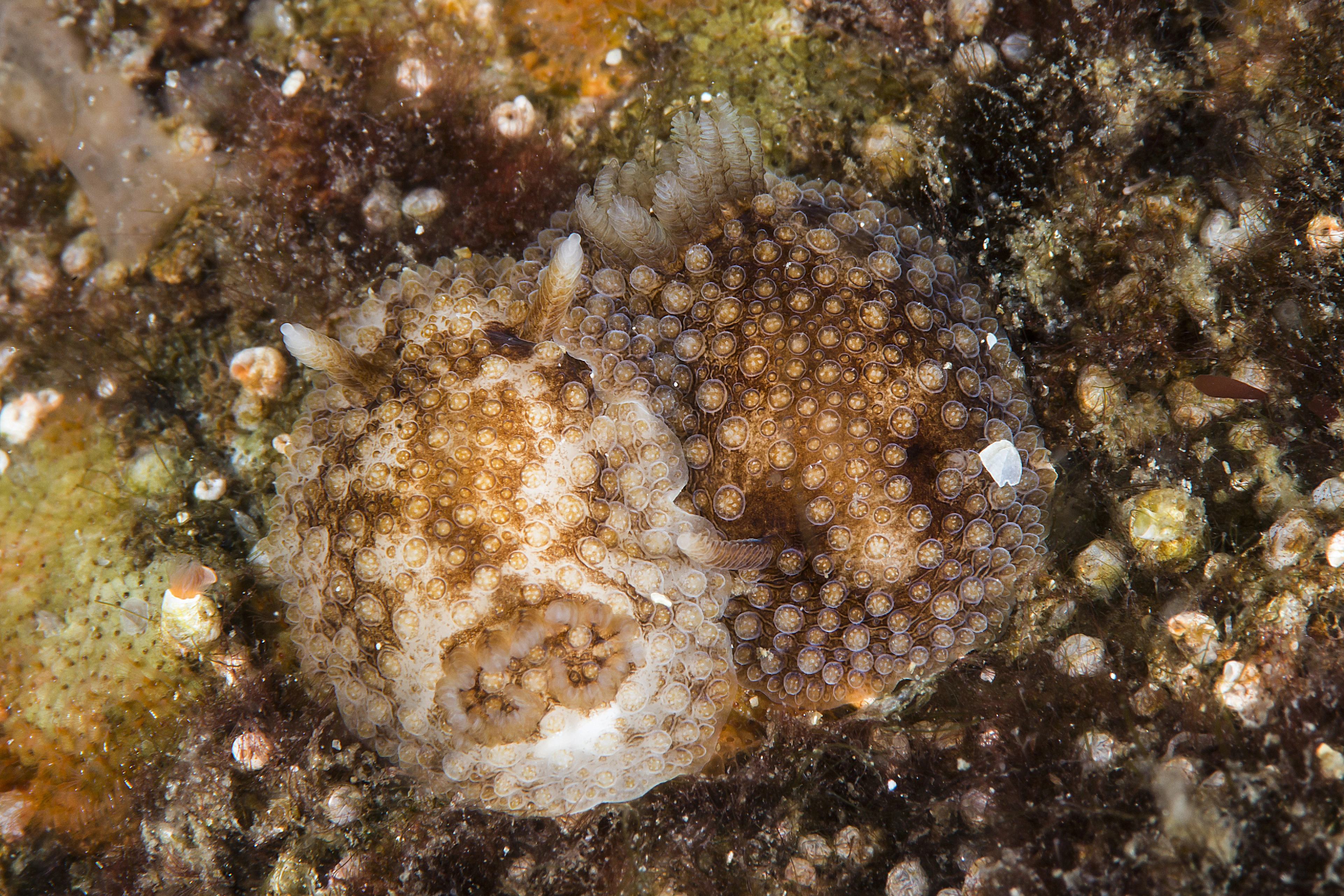 Snegler: Onchidoris bilamellata.