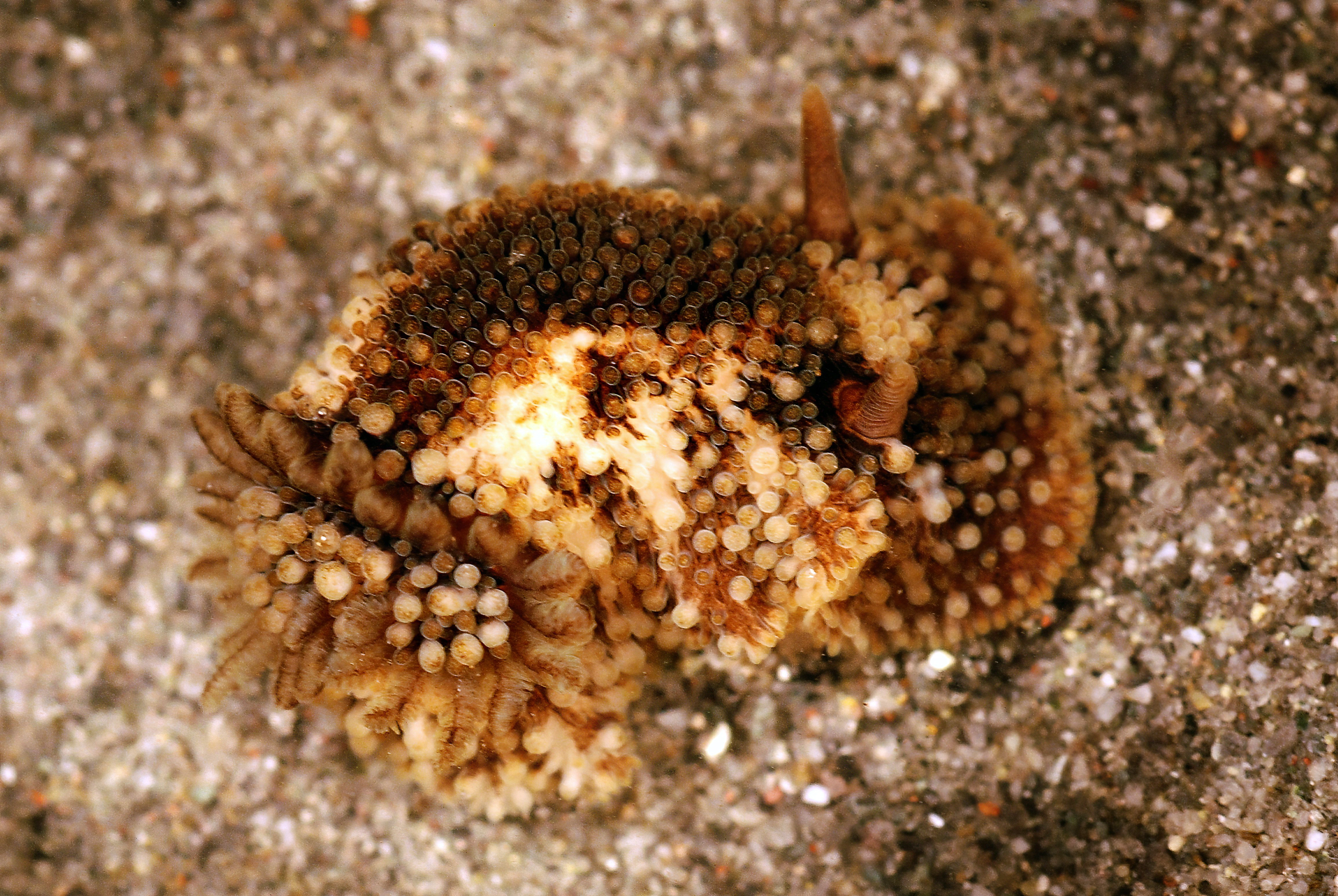 Snegler: Onchidoris bilamellata.