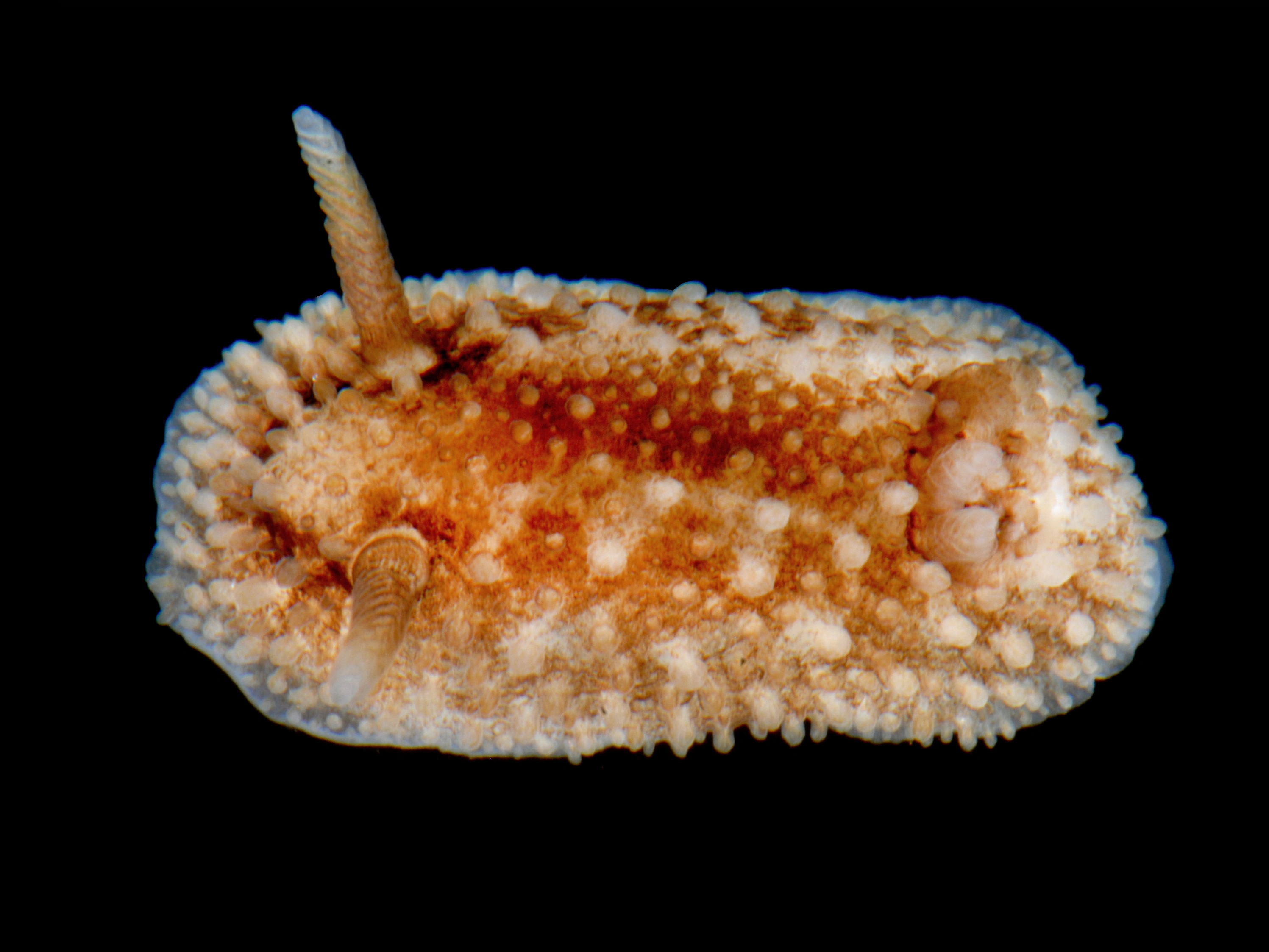 Snegler: Onchidoris bilamellata.