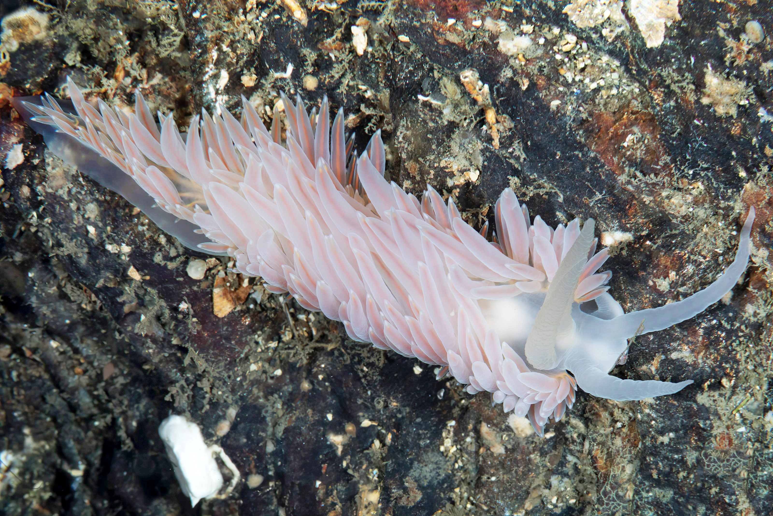 Snegler: Ziminella salmonacea.