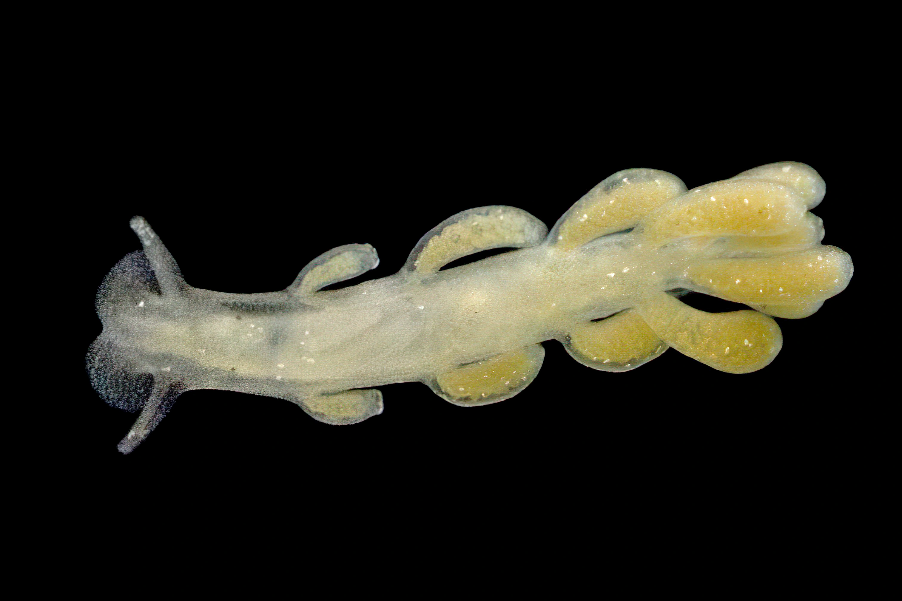 Nakensnegler: Embletonia pulchra.