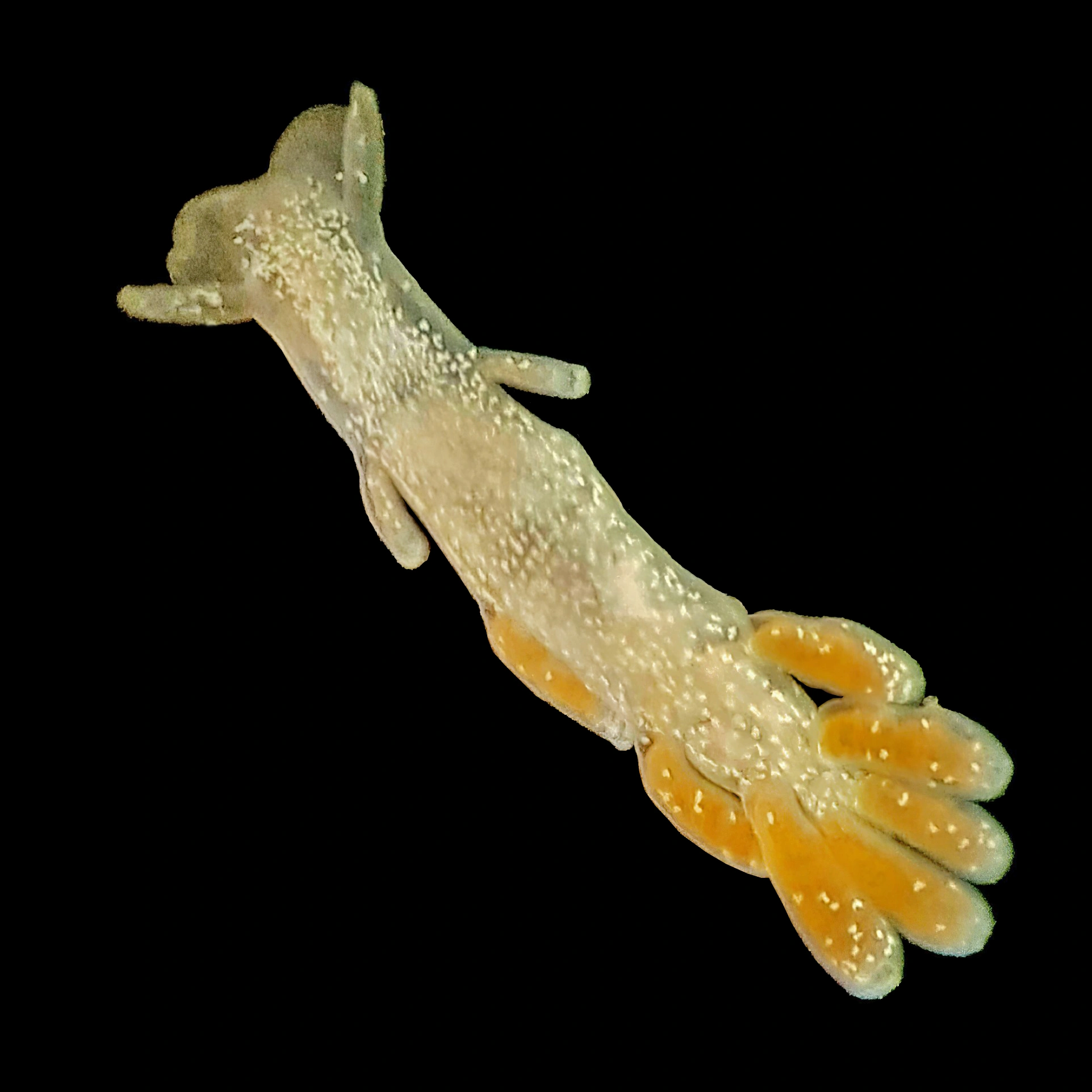 Nakensnegler: Embletonia pulchra.