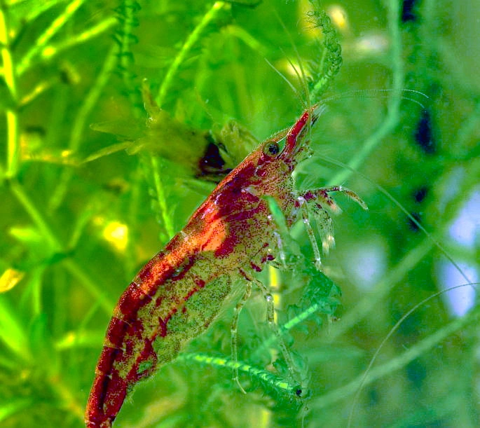 Tifotkrepser: Neocaridina davidi.