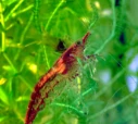 Tifotkrepser: Neocaridina davidi.