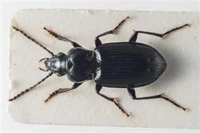 Biller: Pterostichus quadrifoveolatus.