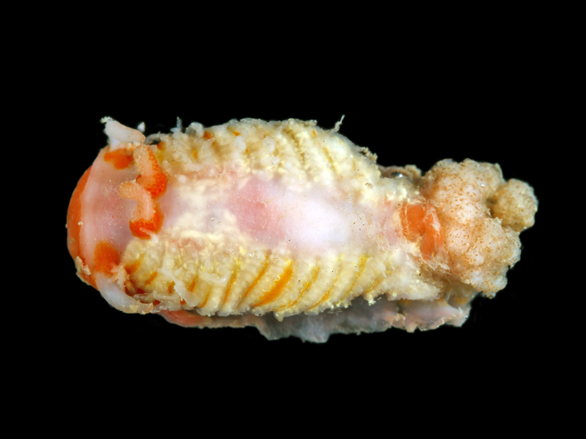Nakensnegler: Zeusia hyperborea.