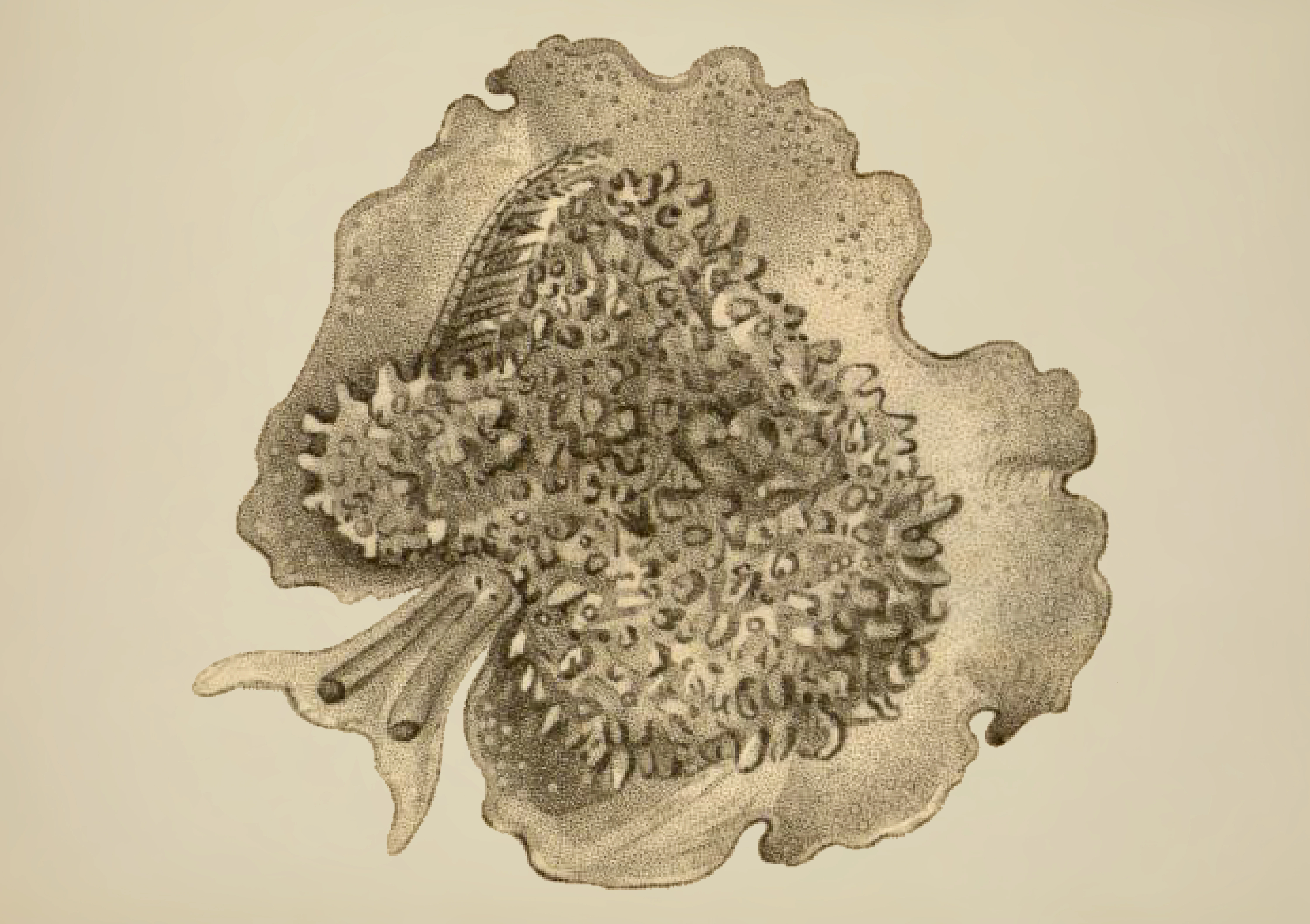 Snegler: Pleurobranchus membranaceus.