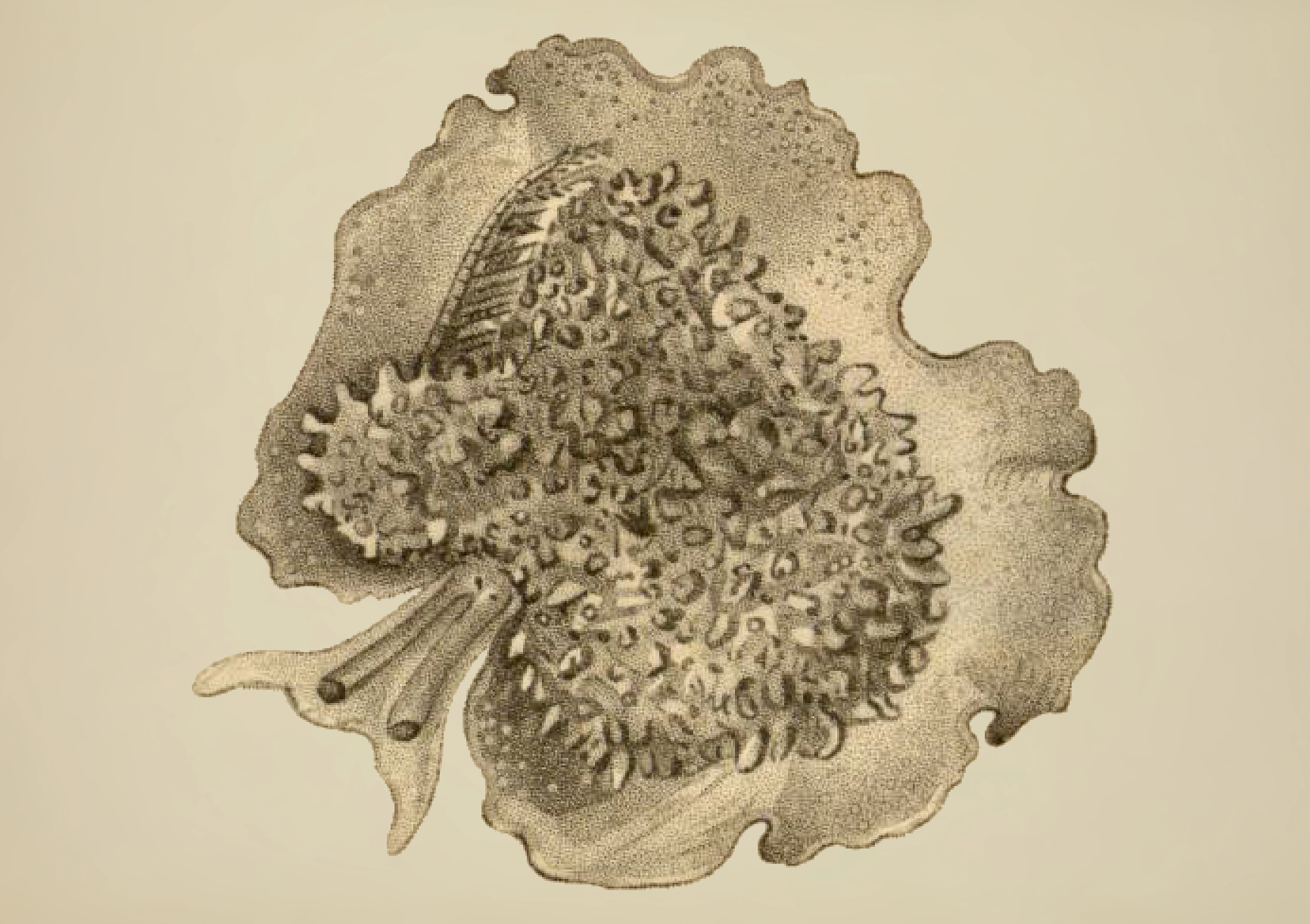 Flergjellesnegler: Pleurobranchus membranaceus.