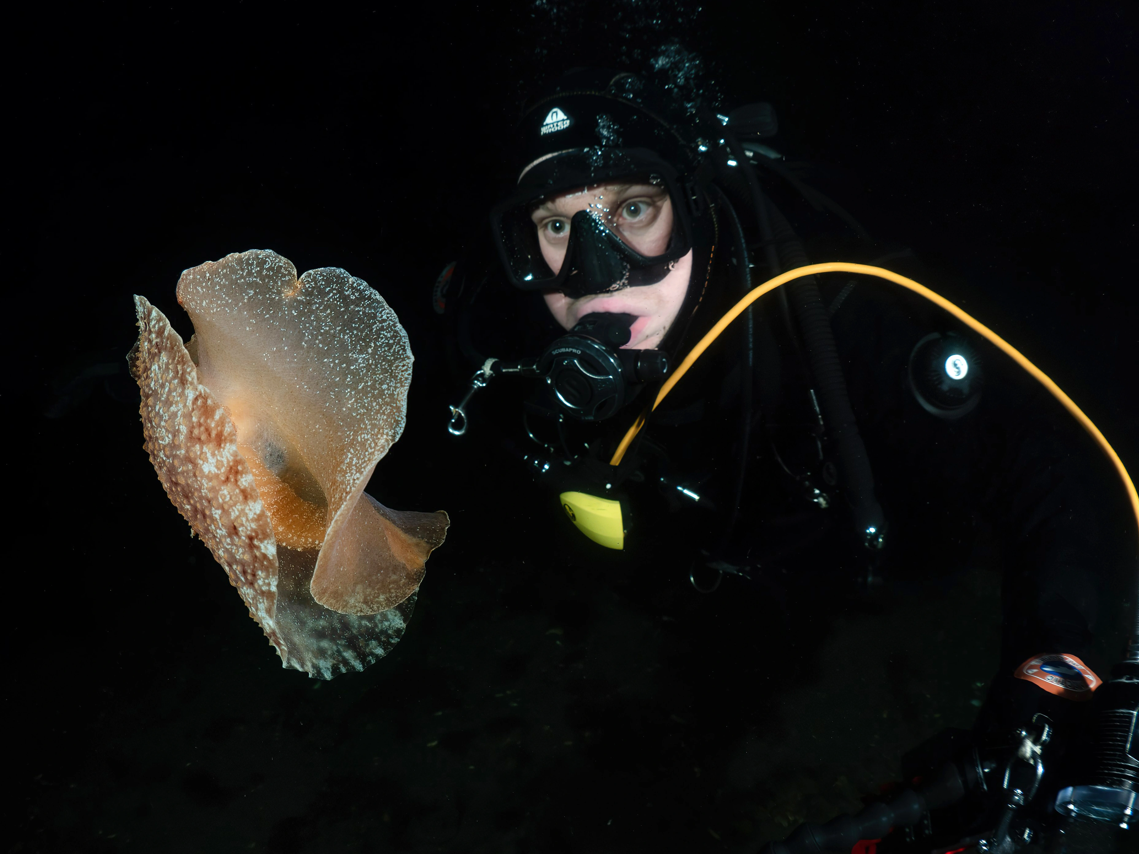 Snegler: Pleurobranchus membranaceus.