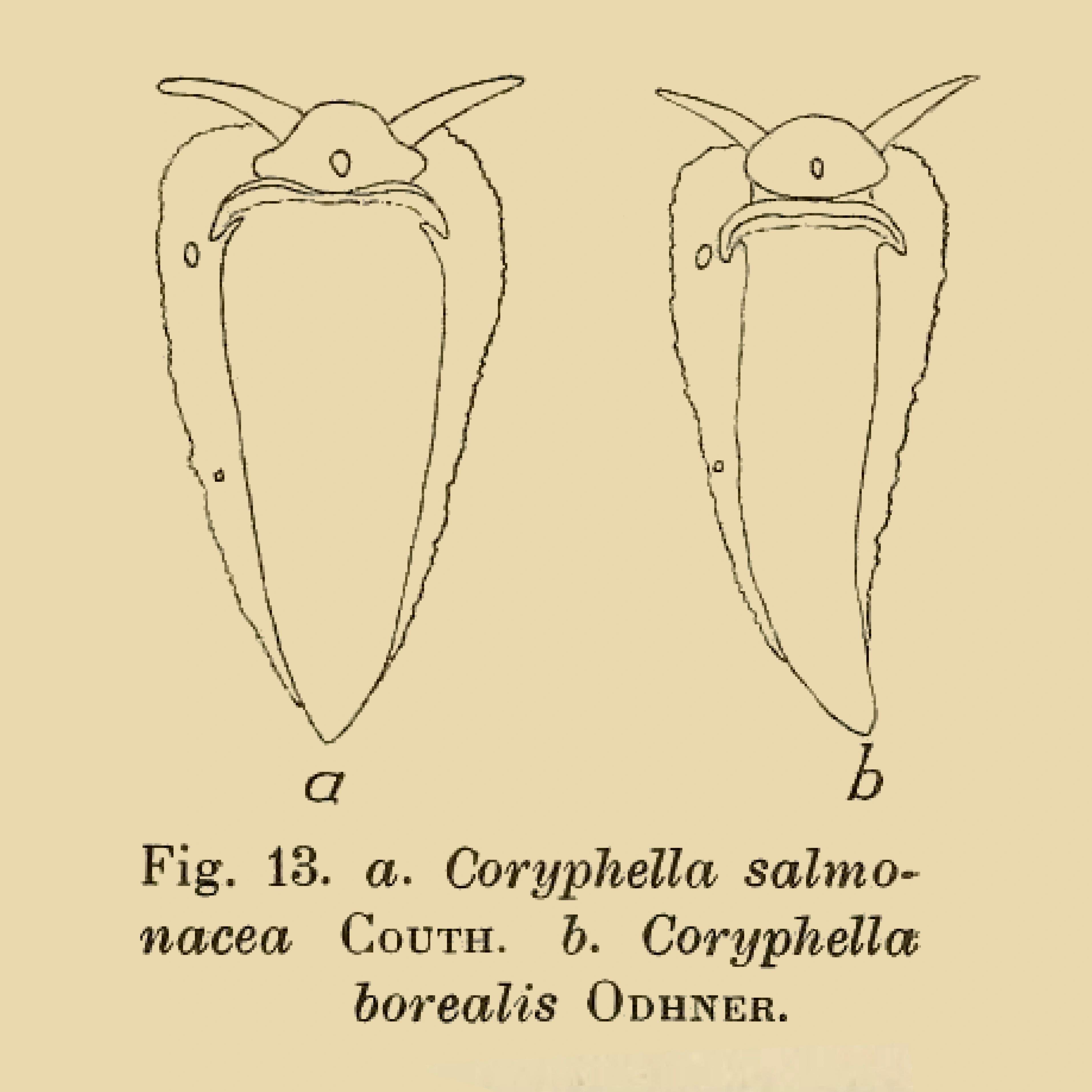 Nakensnegler: Coryphella borealis.
