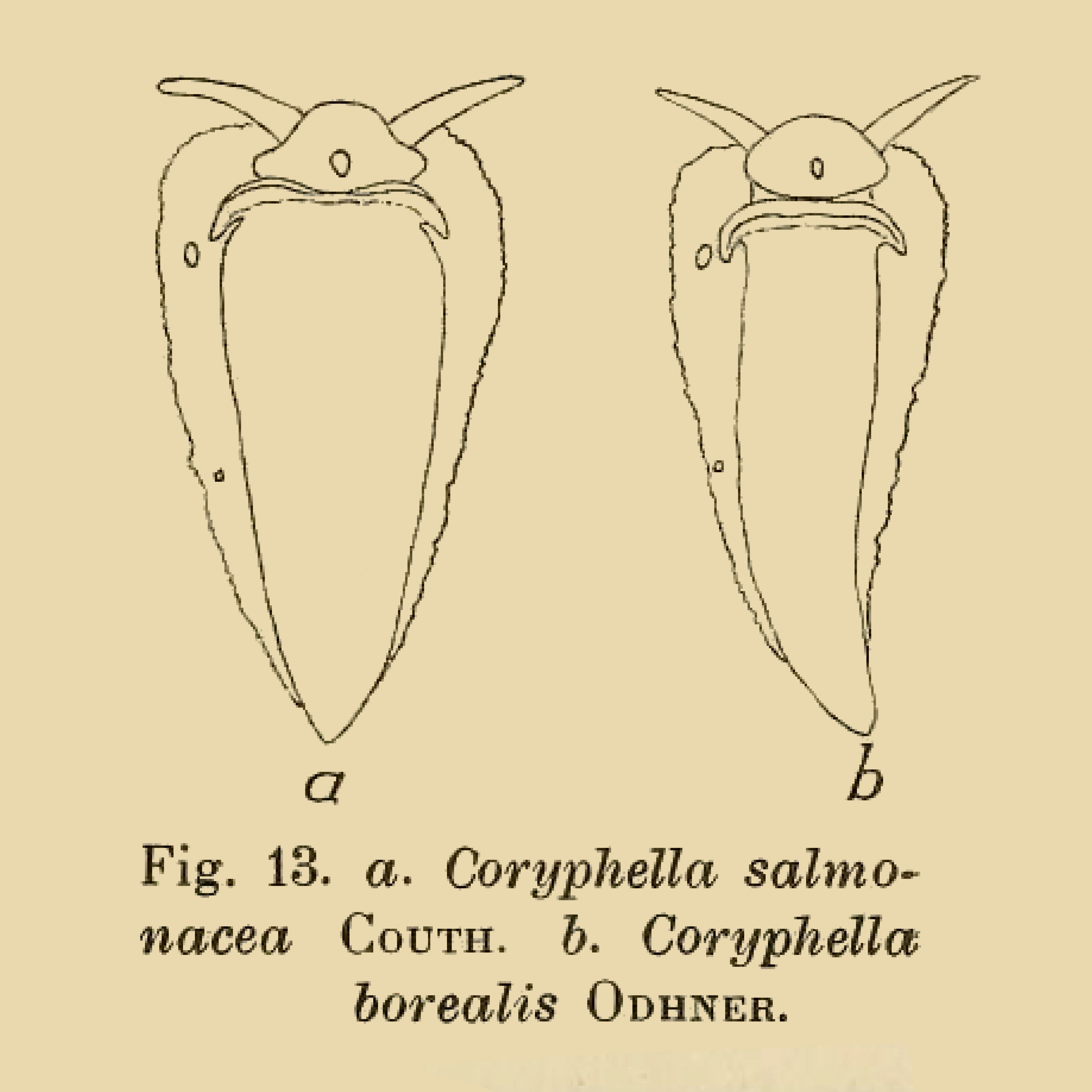 Snegler: Gulenia borealis.