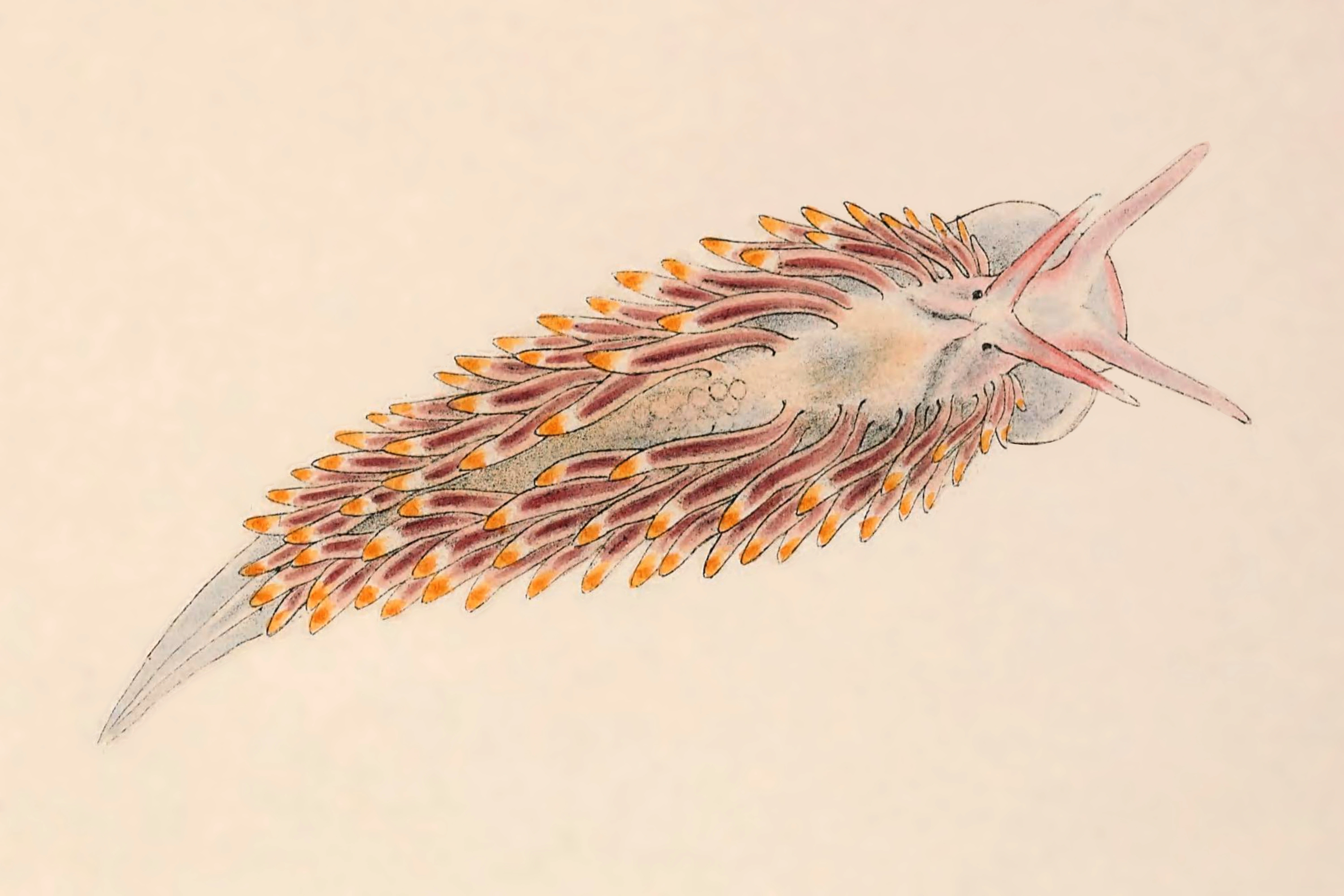 Nakensnegler: Catriona aurantia.