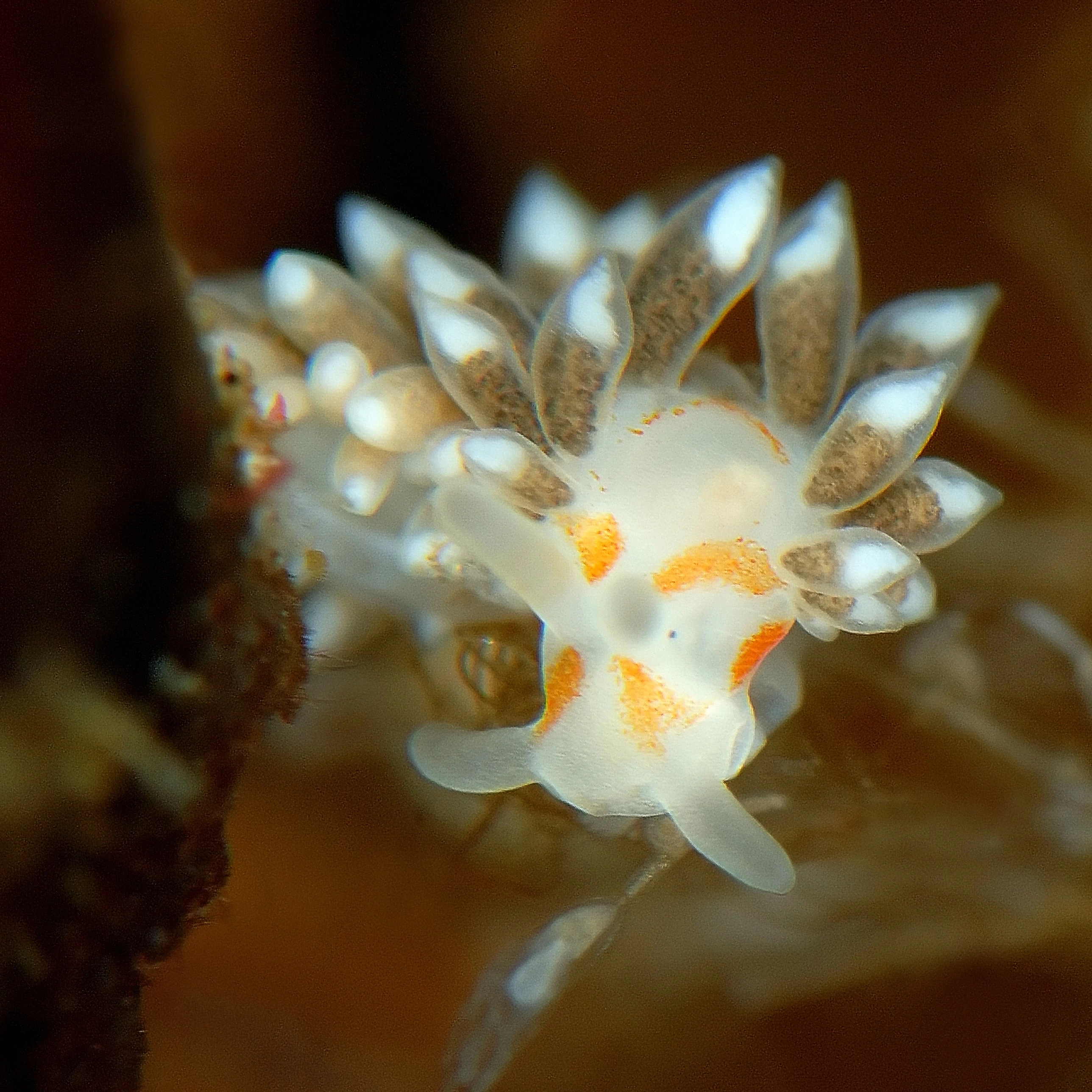 Nakensnegler: Trinchesia foliata.