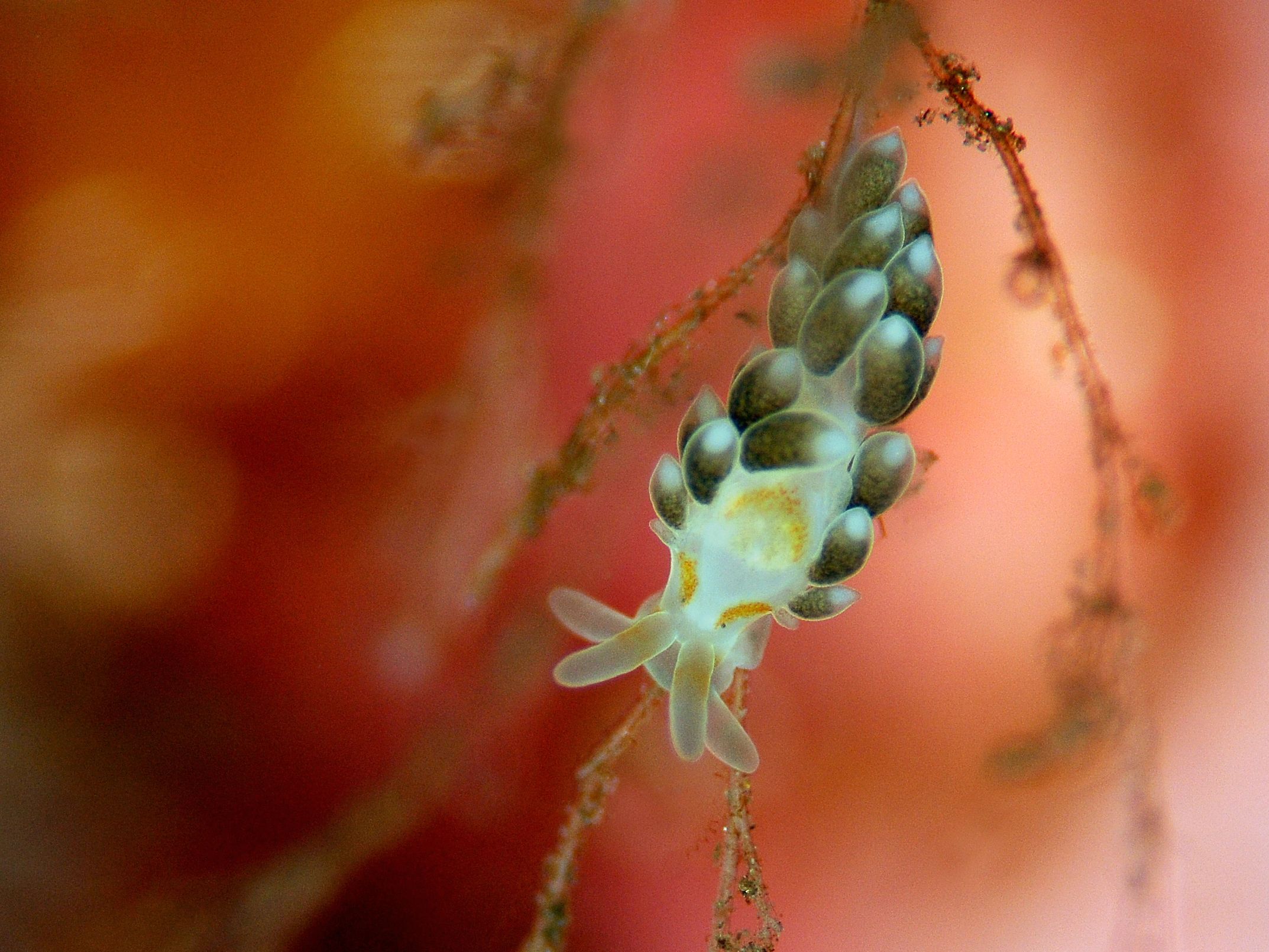 Snegler: Trinchesia foliata.