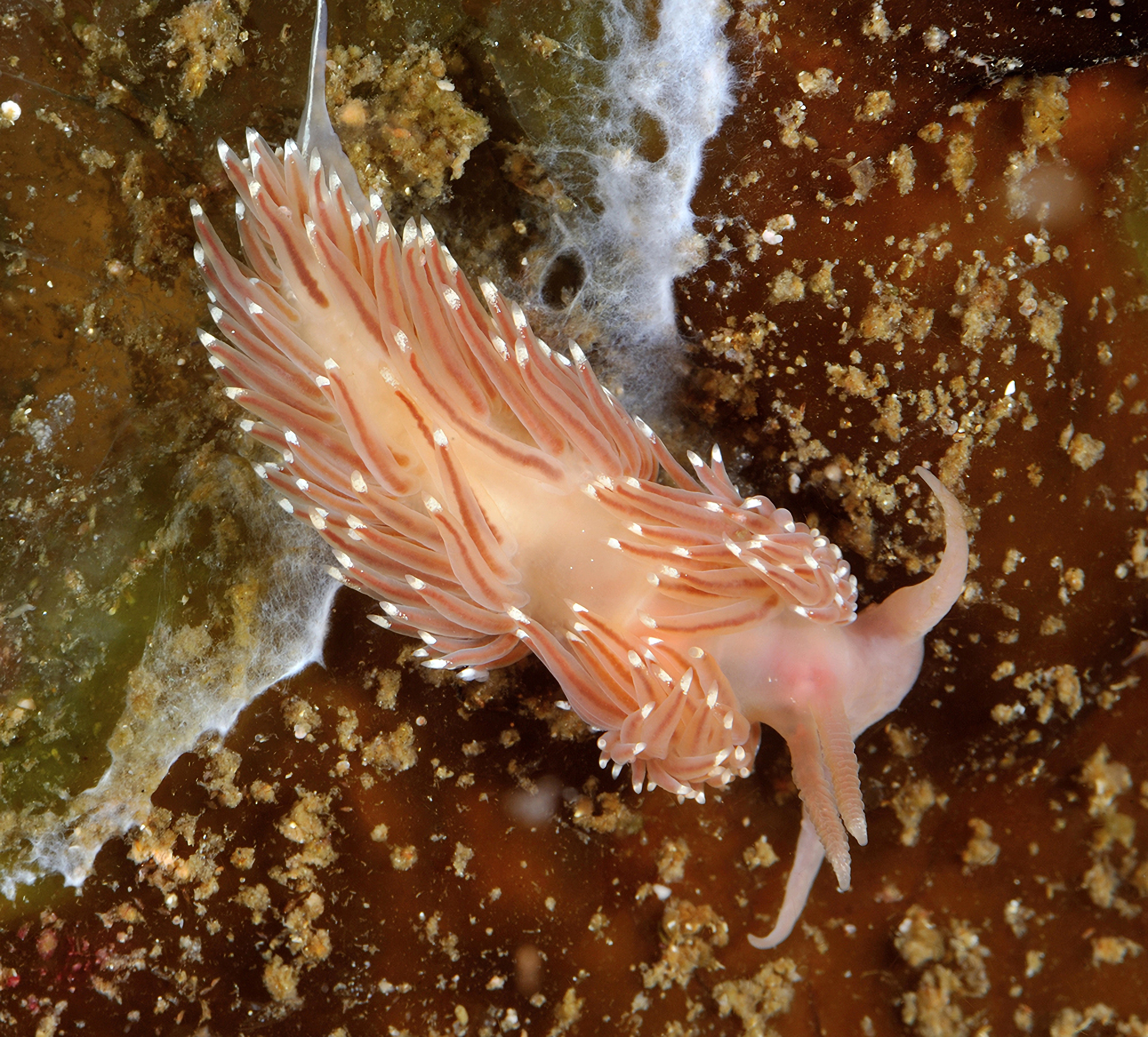 Nakensnegler: Facelina bostoniensis.