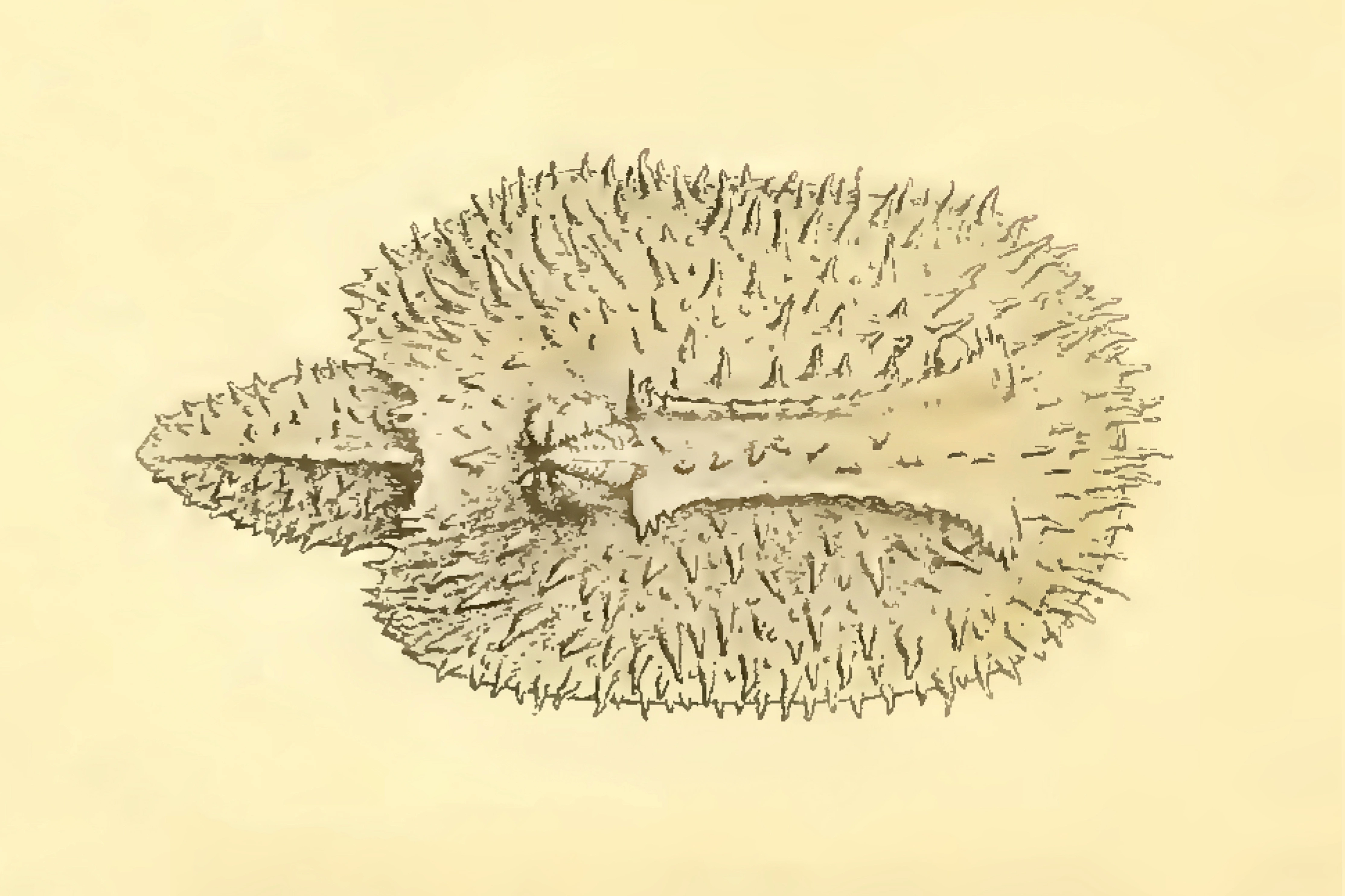 Nakensnegler: Doridunculus echinulatus.