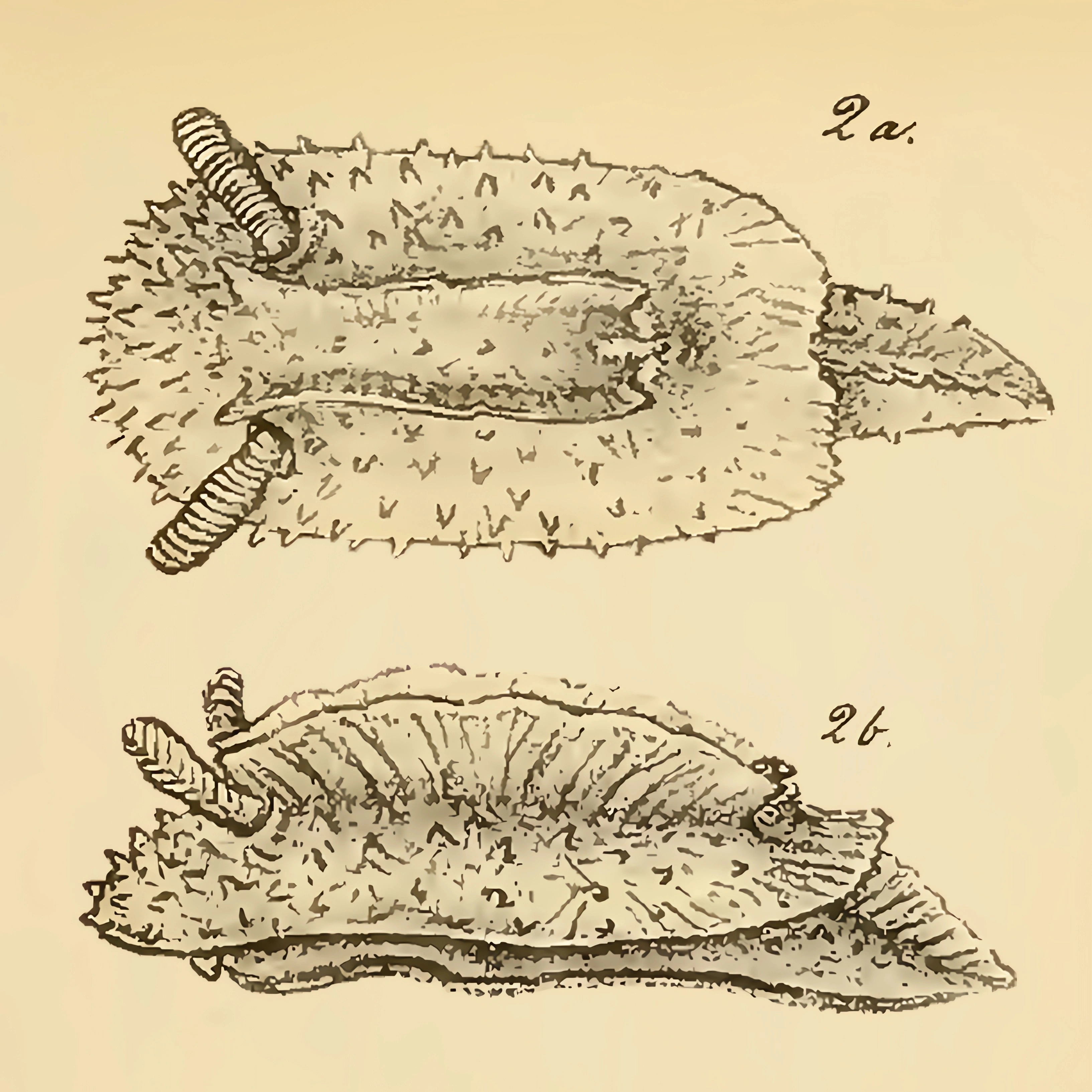 Snegler: Doridunculus echinulatus.