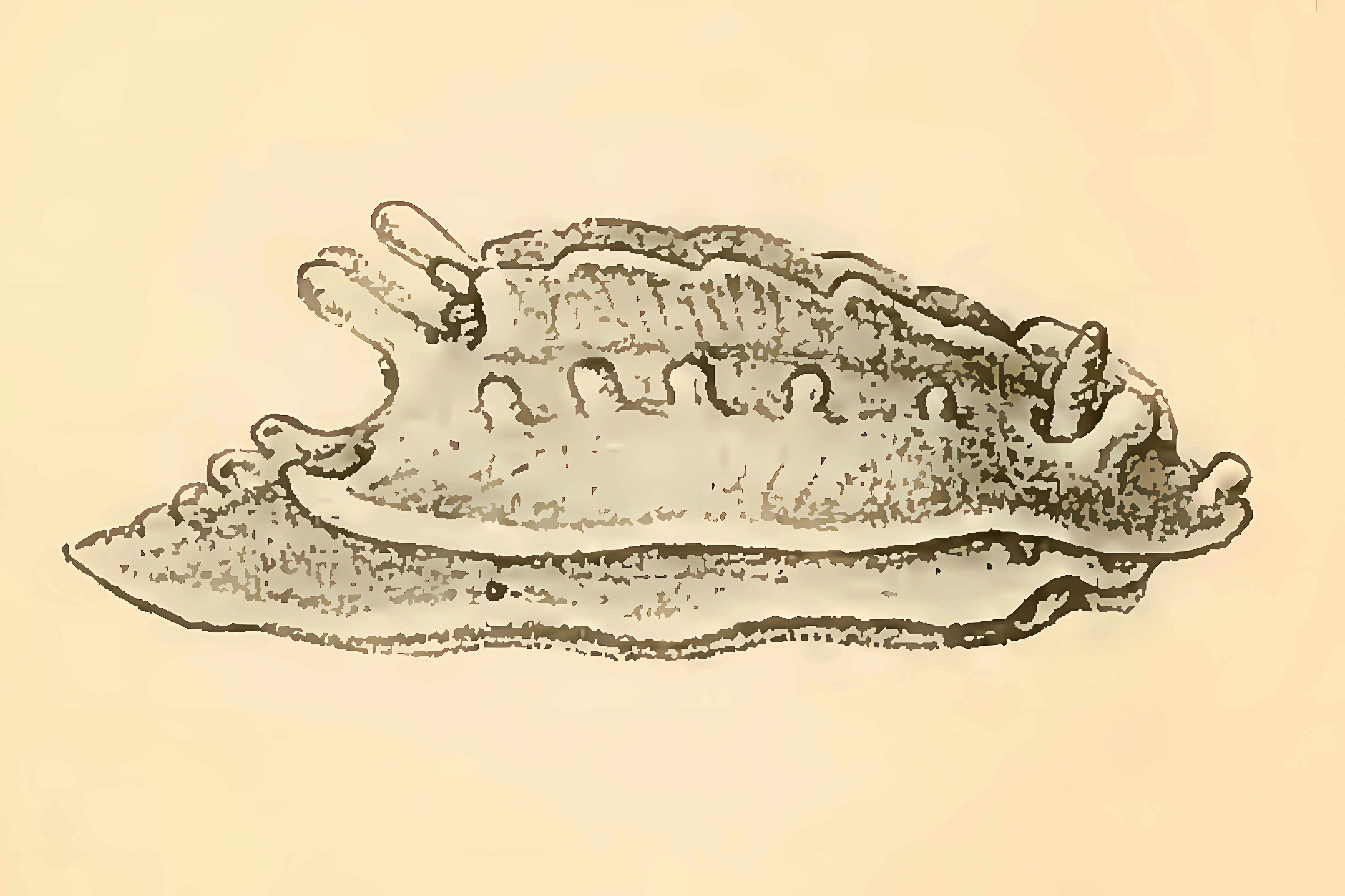 Snegler: Aegires incisus.