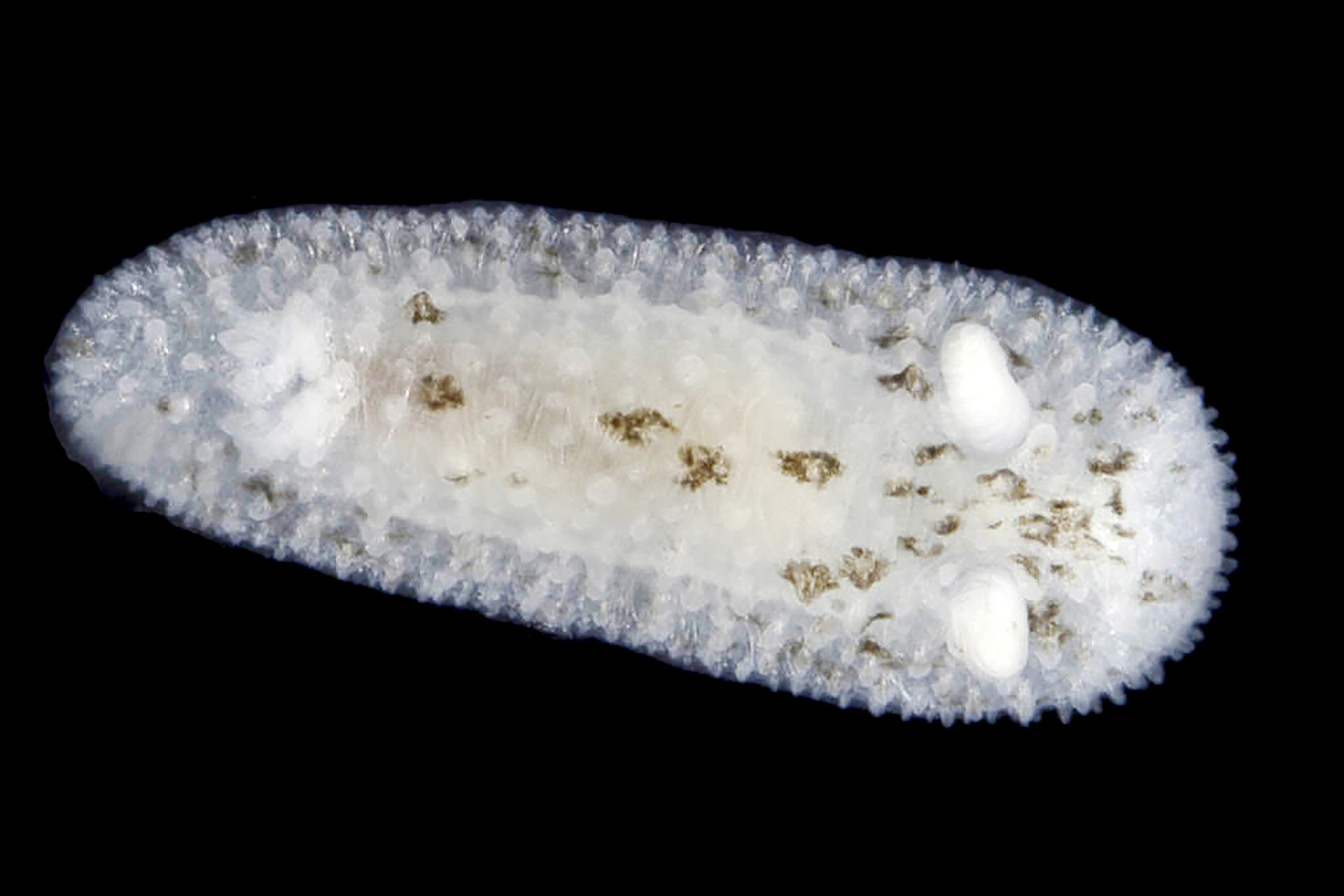 Nakensnegler: Atalodoris oblonga.