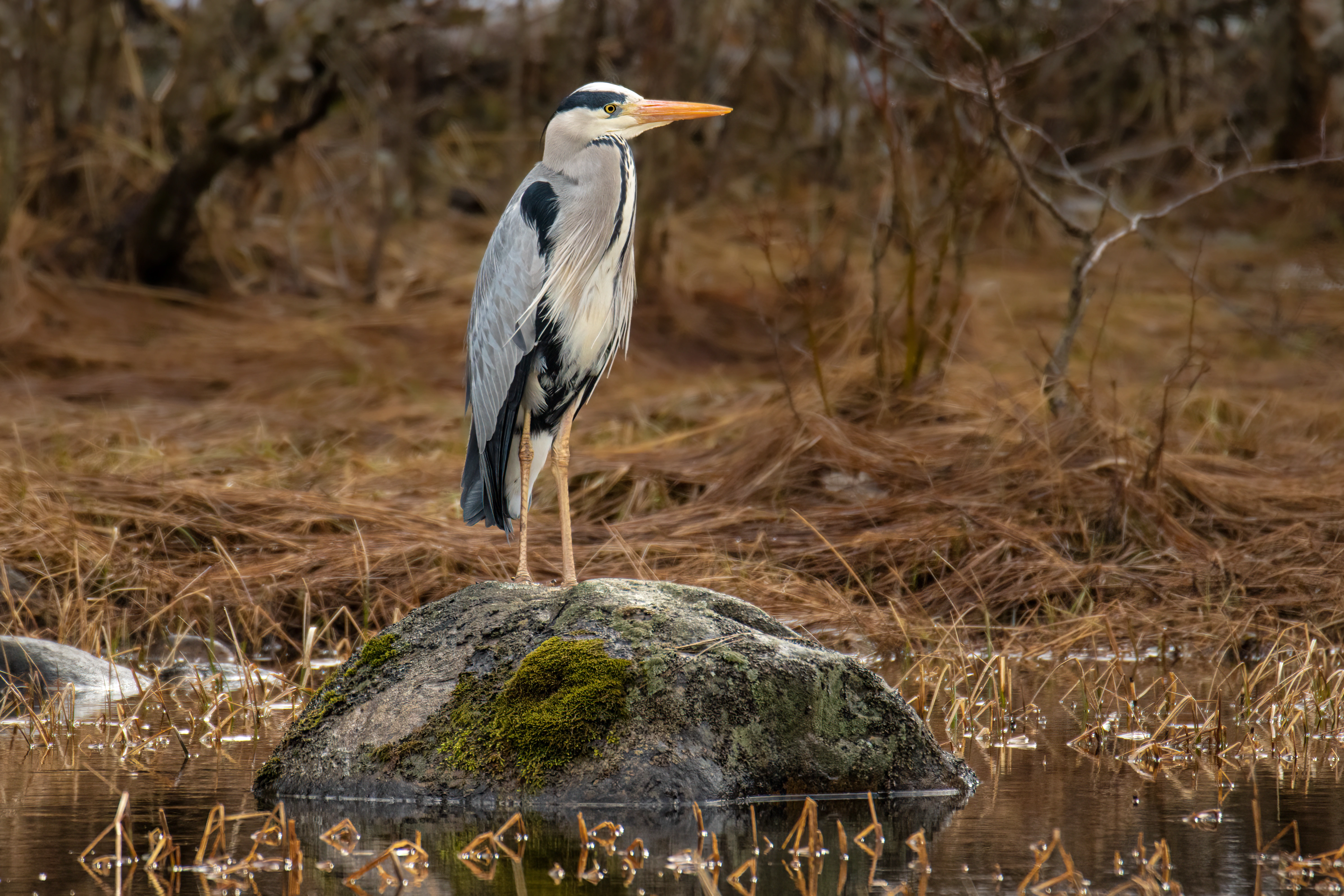 Gråhegre.