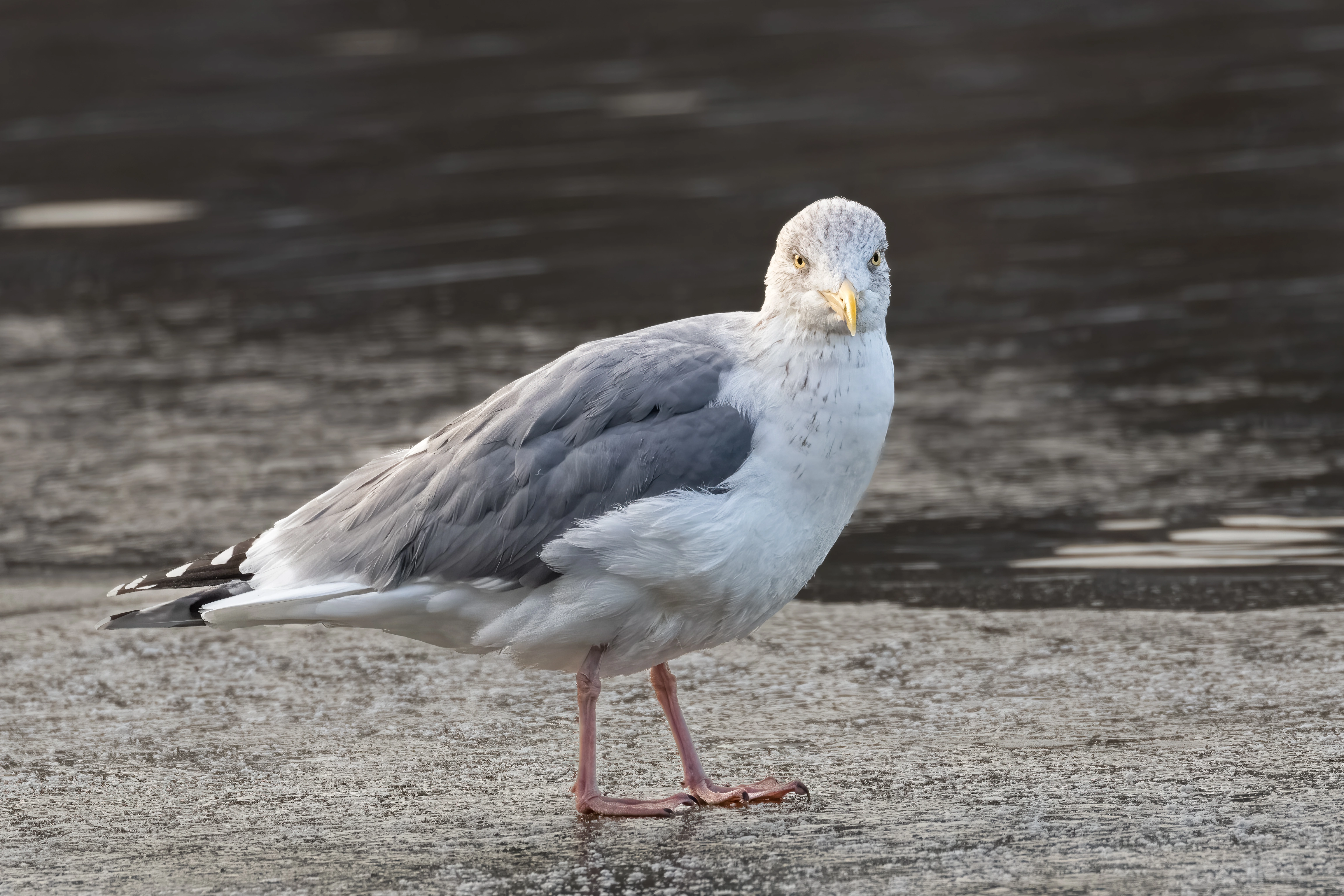 Gråmåke.