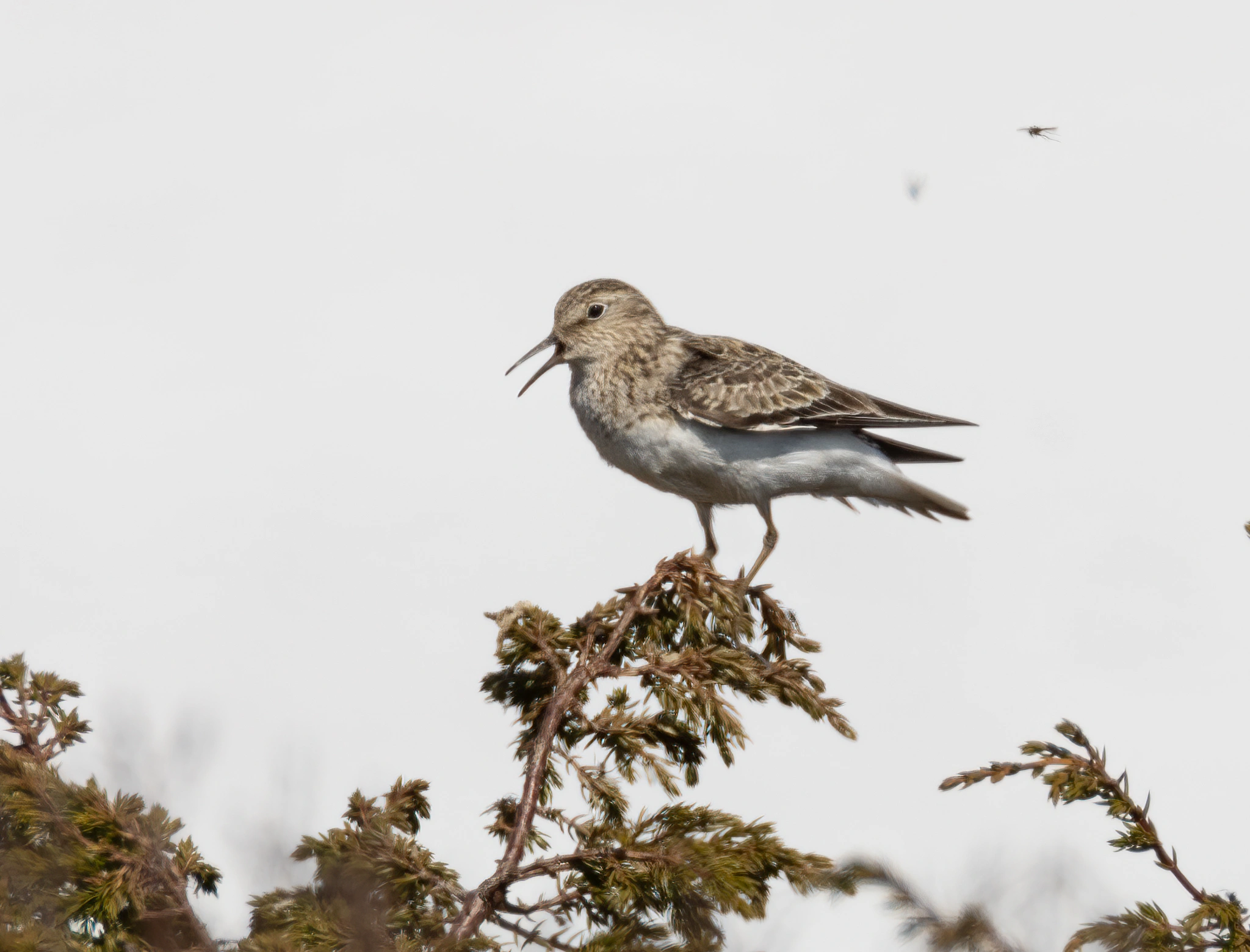 Temmincksnipe.