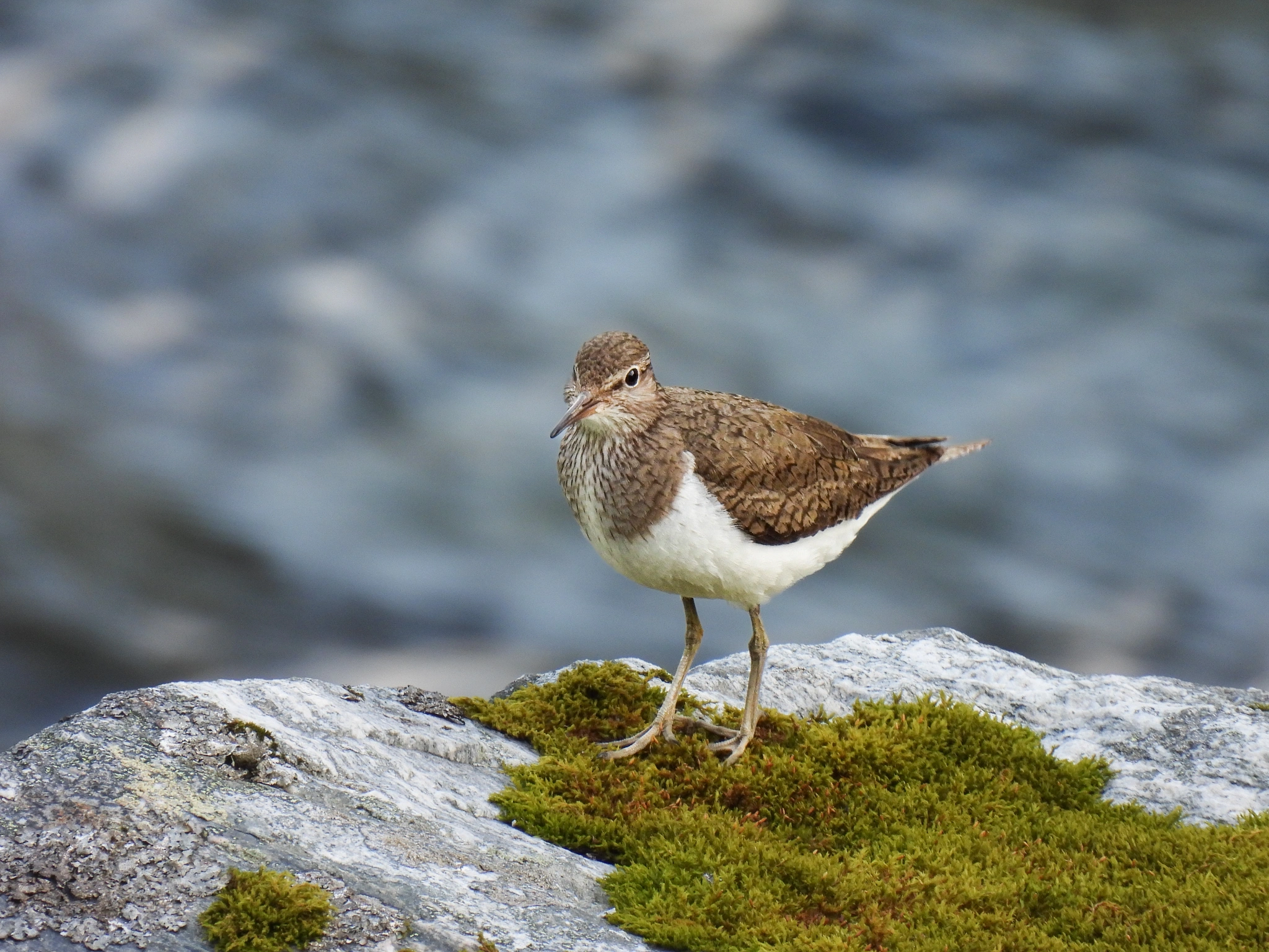 Strandsnipe.