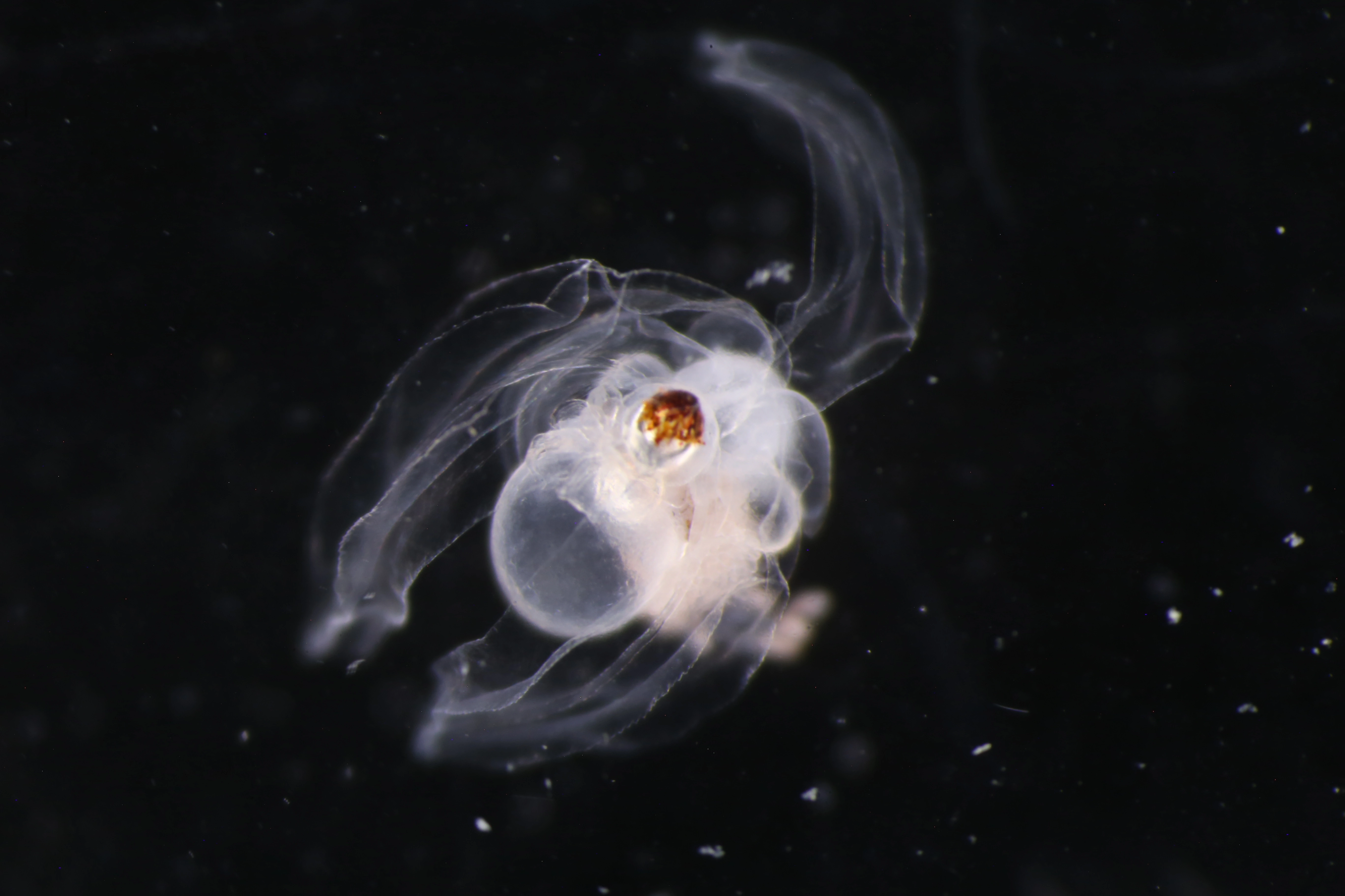 Hydrozoer: Agalma elegans.