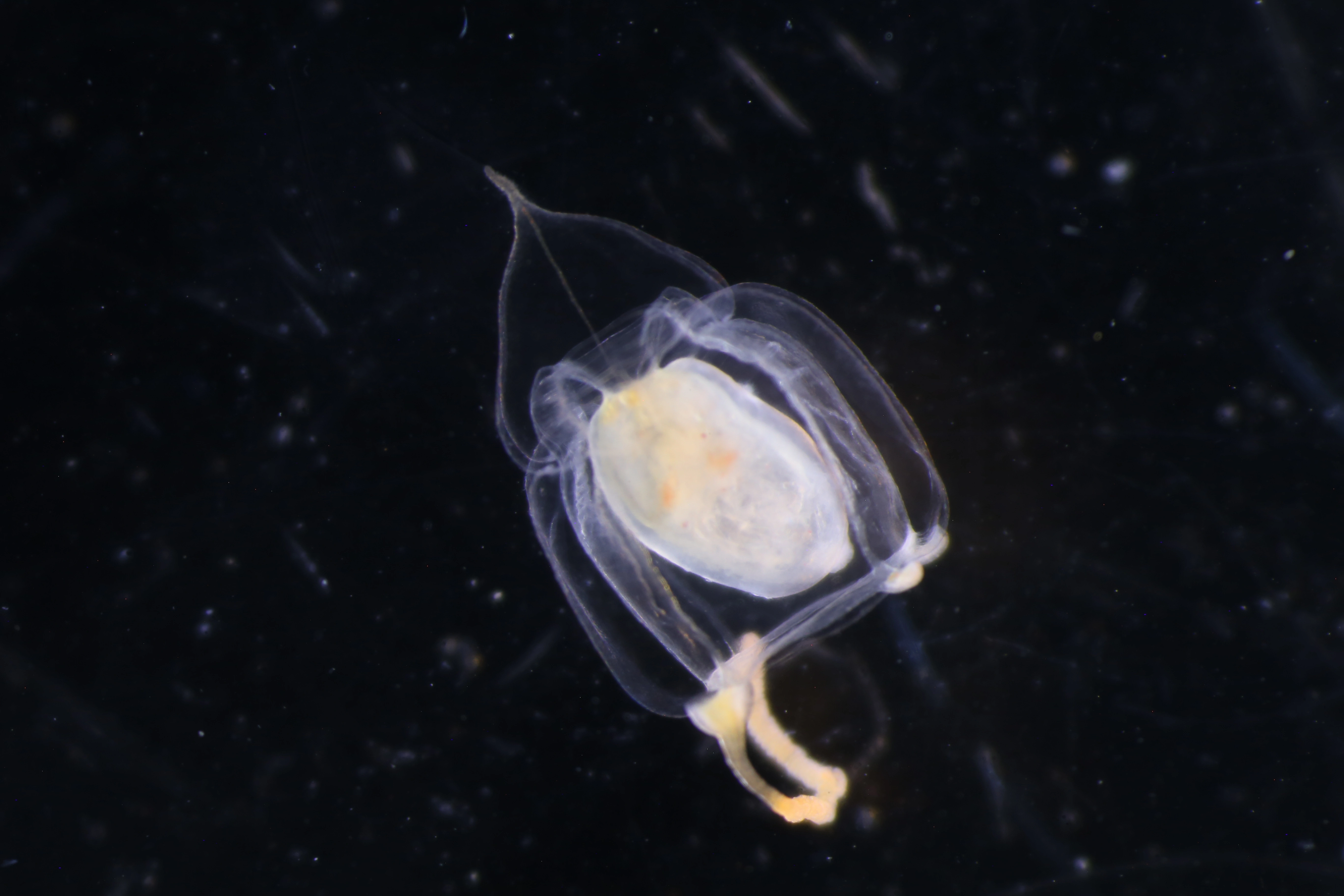 Hydrozoer: Corymorpha.