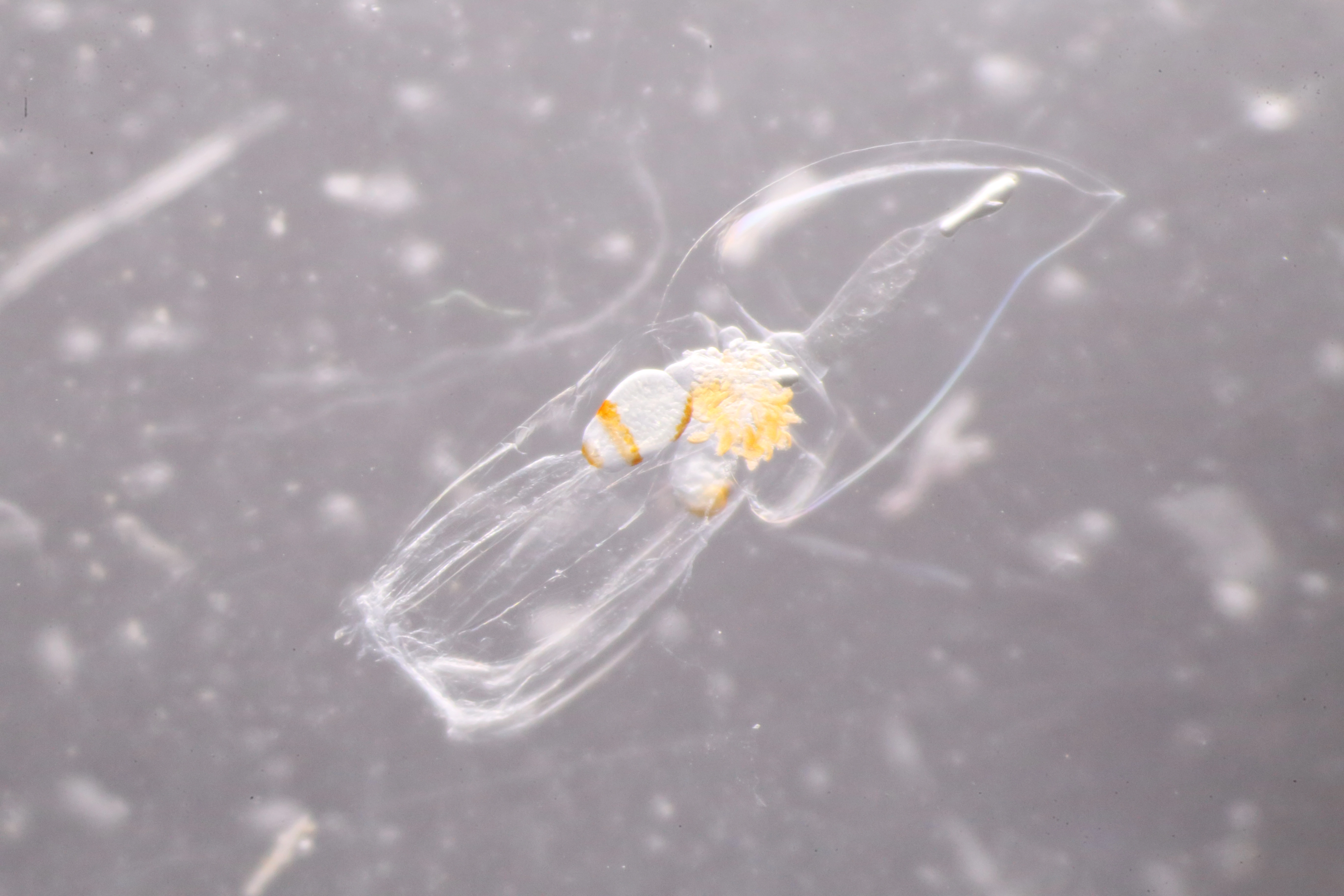 Hydrozoer: Lensia conoidea.