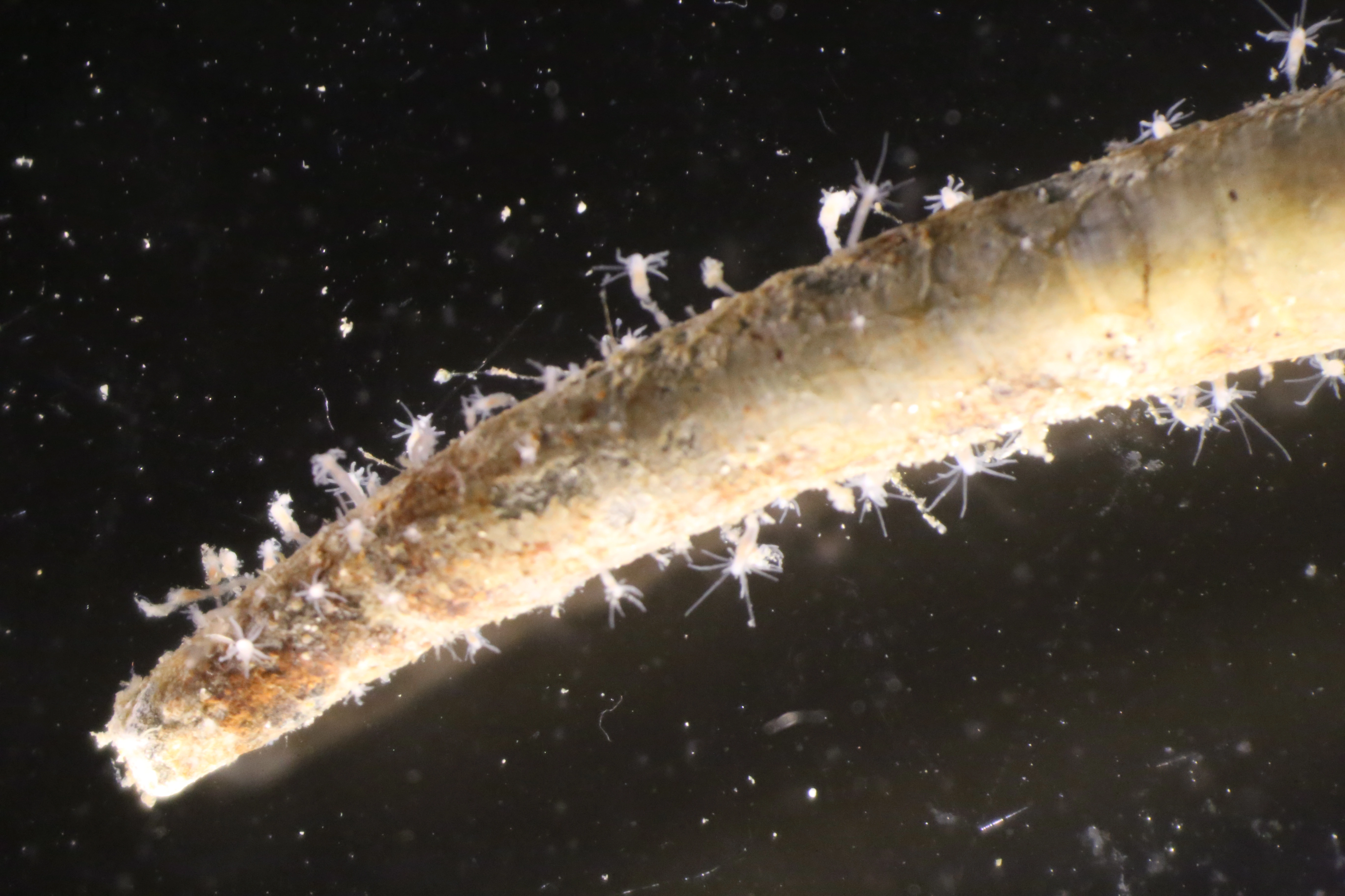 Hydrozoer: Pandeidae.