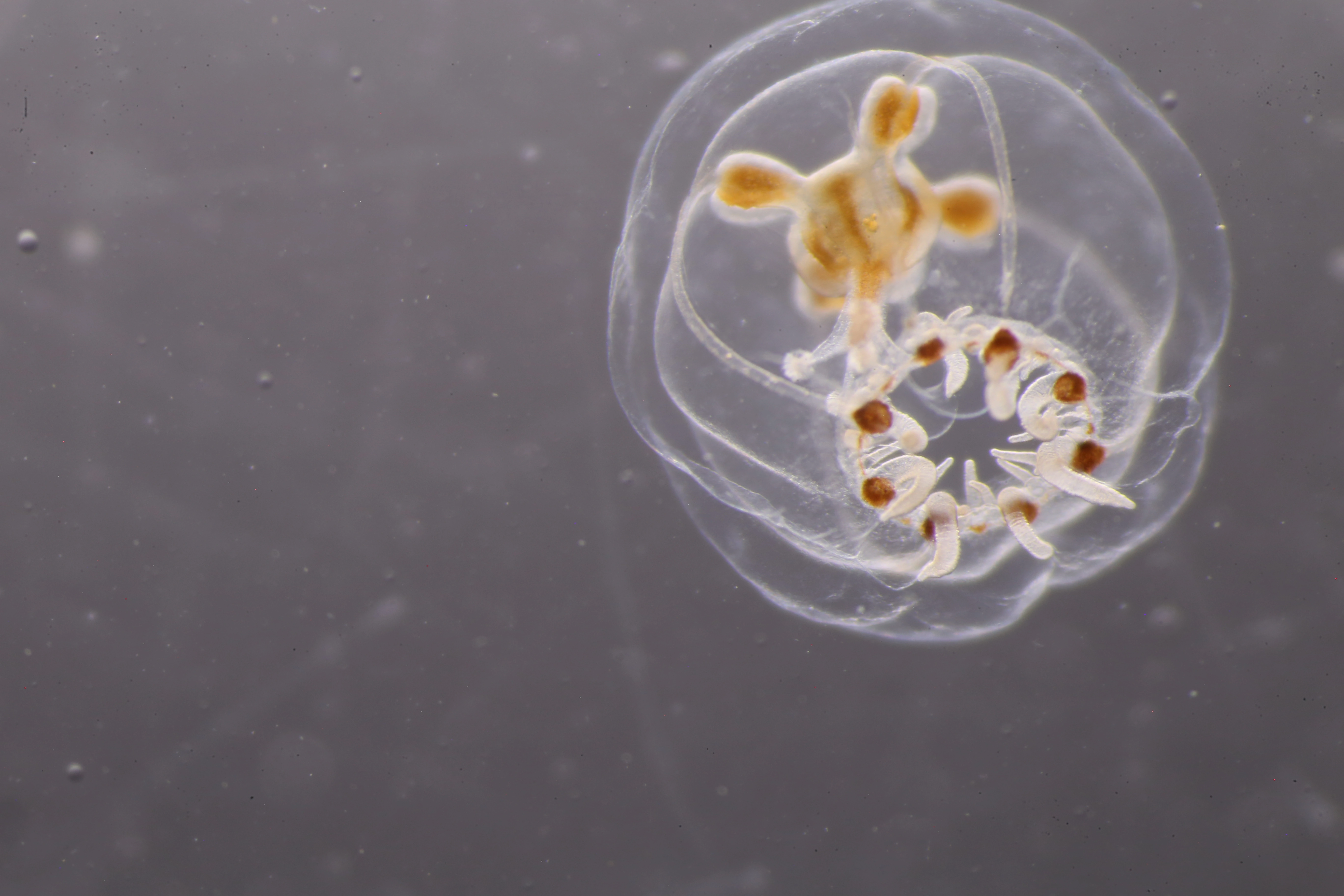 Hydrozoer: Podocoryna areolata.