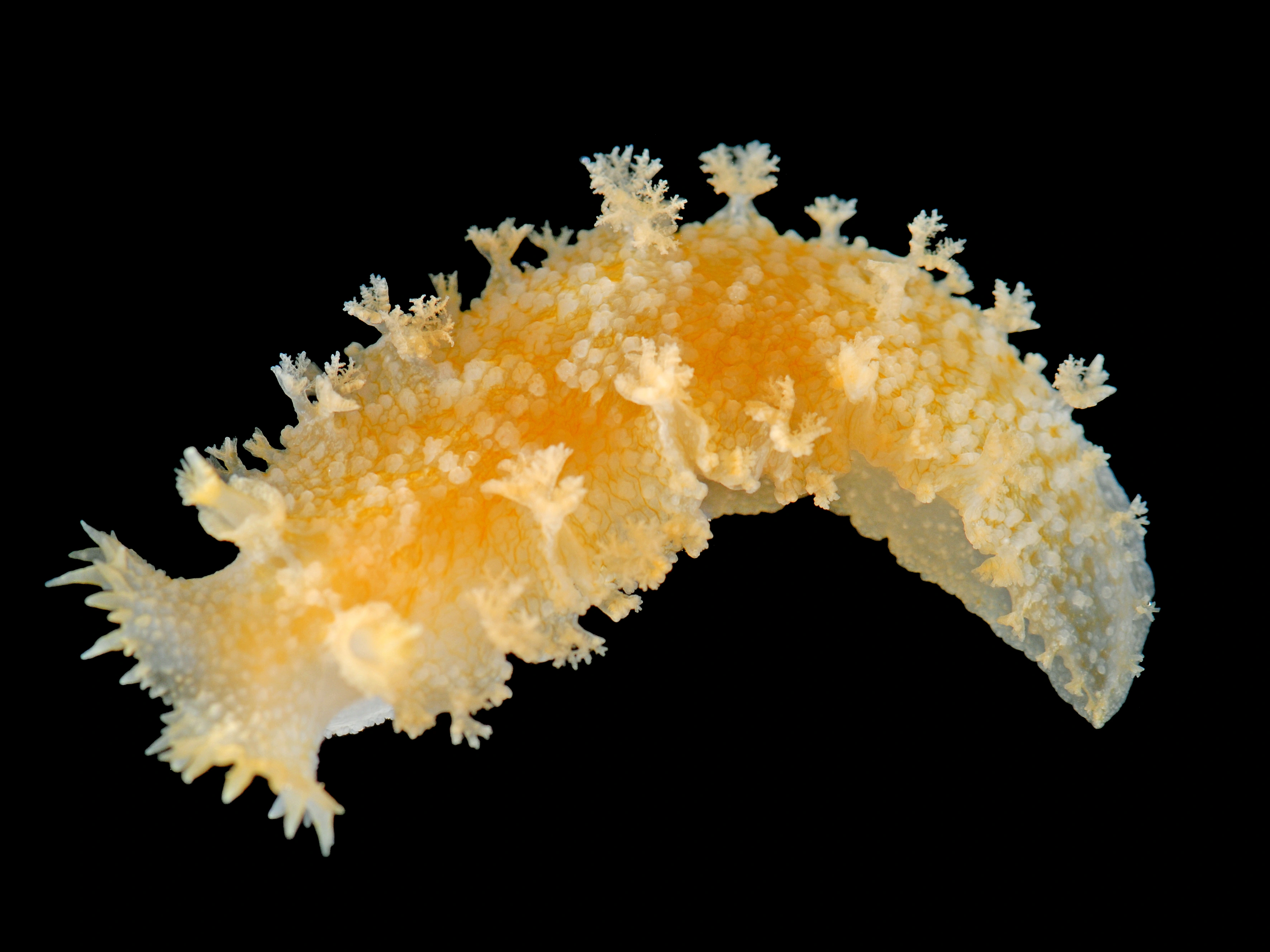 Nakensnegler: Tritonia hombergii.
