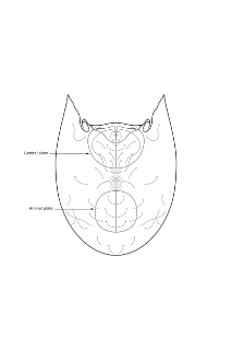 Midd: Mesoplophora pulchra.