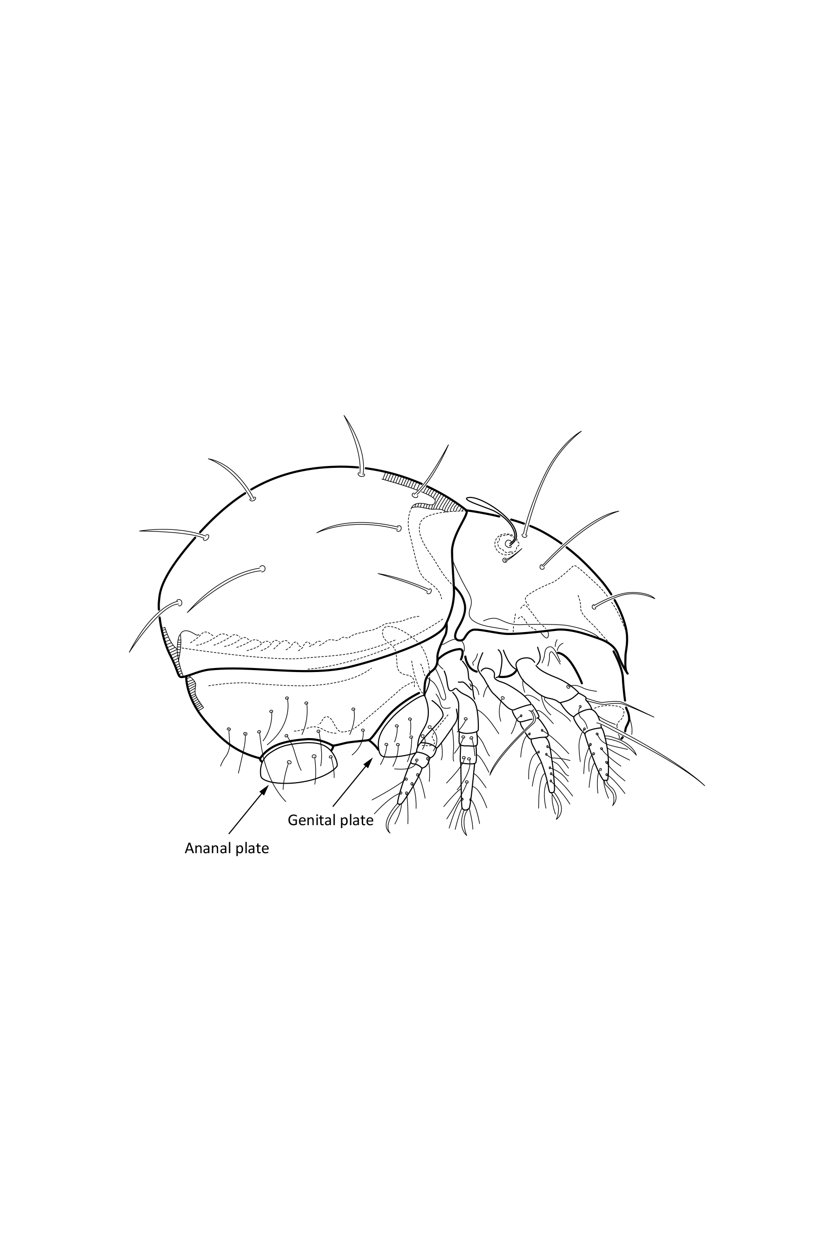 Midd: Mesoplophora pulchra.