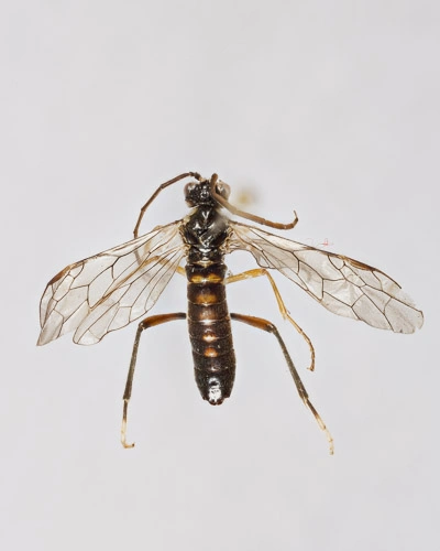 Bladvepser: Tenthredopsis auriculata.