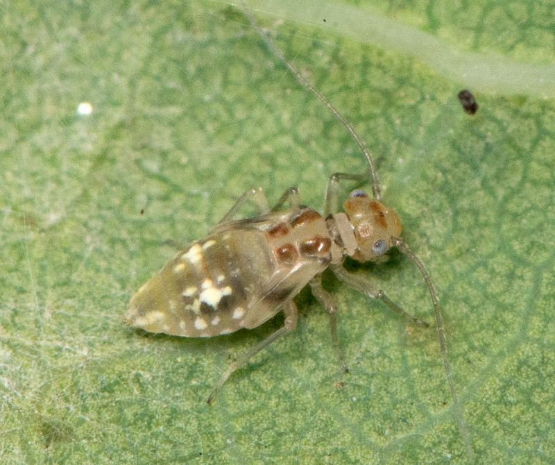 Støvlus. Støvlus: Graphopsocus cruciatus.