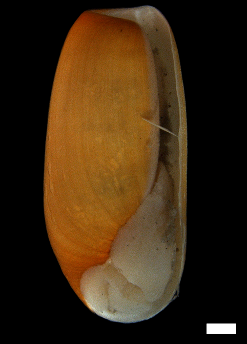 Snegler: Cylichna alba.