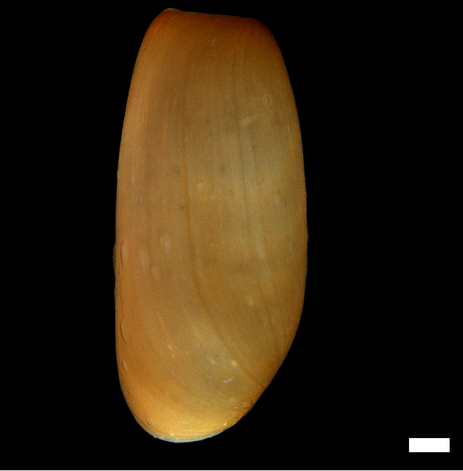 Boblesnegler: Cylichna alba.