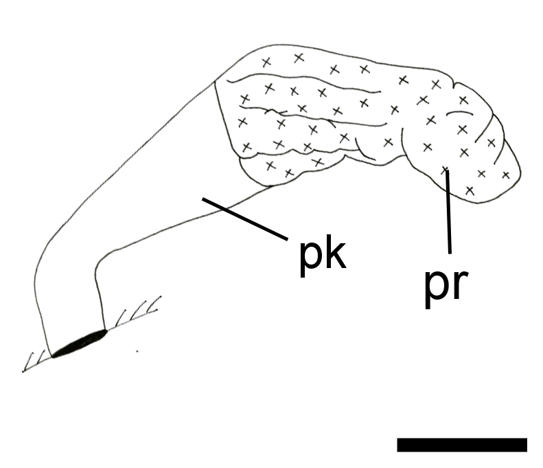 Snegler: Cylichna alba.