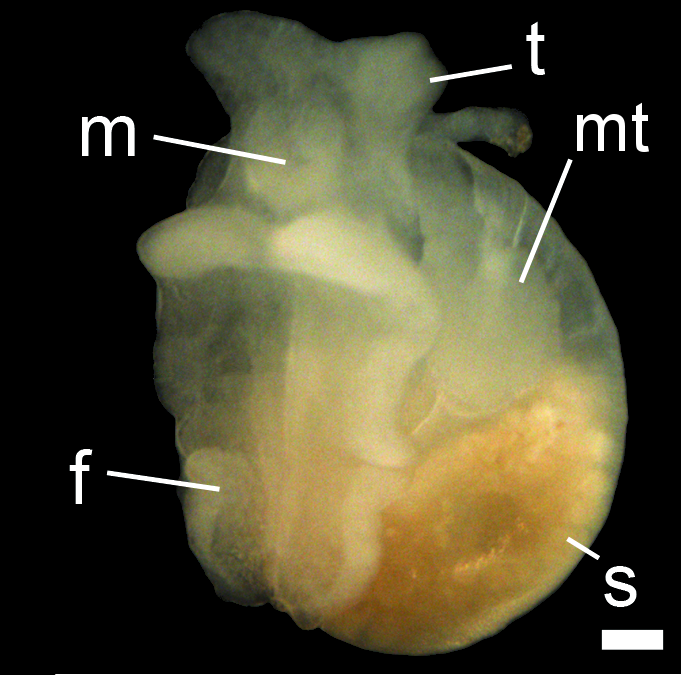 Snegler: Colobocephalus costellatus.