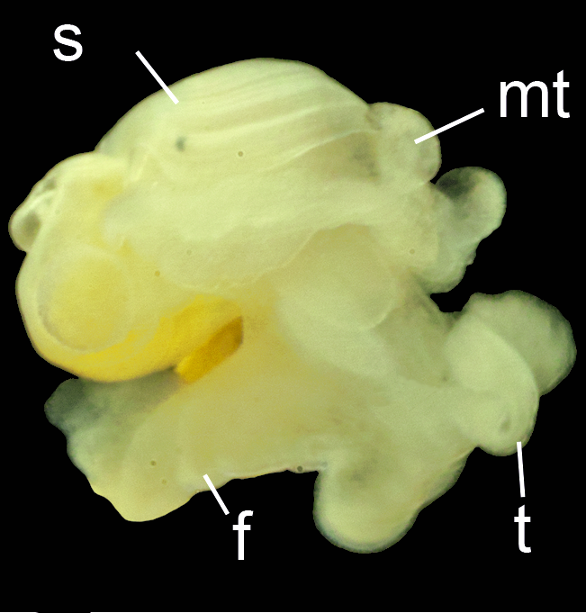 Boblesnegler: Colobocephalus costellatus.