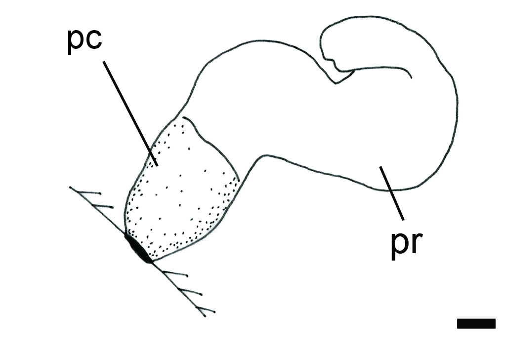 Snegler: Colobocephalus costellatus.