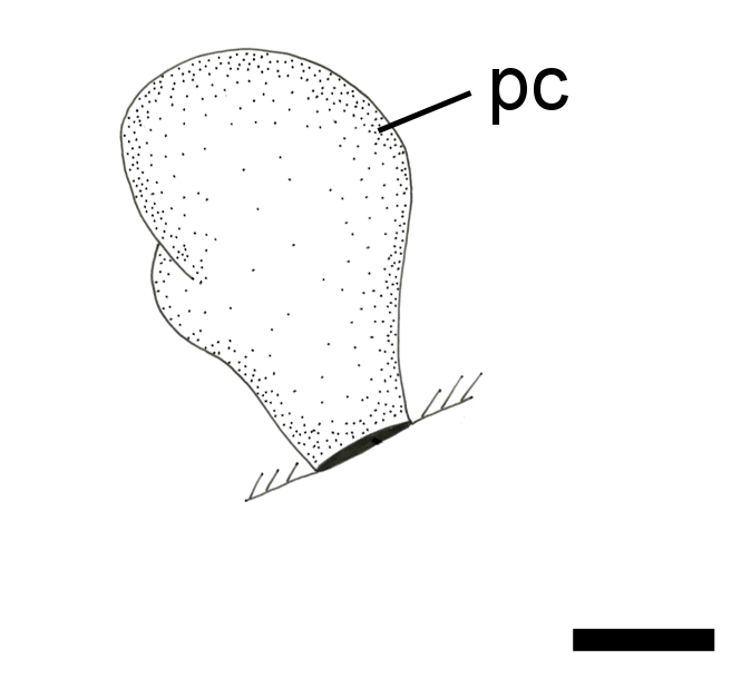 Snegler: Cylichna cylindracea.