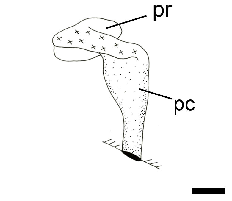 Snegler: Cylichna occulta.