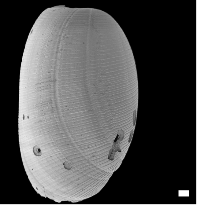 Boblesnegler: Cylichna occulta.