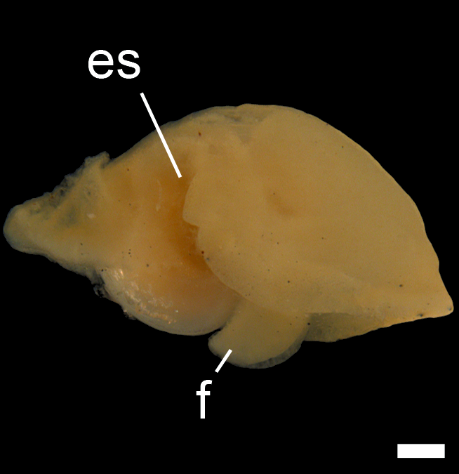 Boblesnegler: Colpodaspis pusilla.