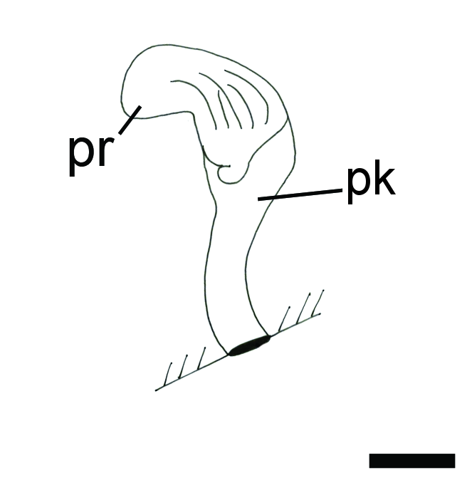 Boblesnegler: Colpodaspis pusilla.