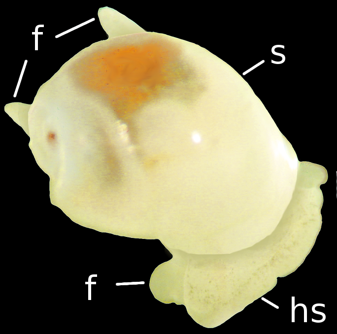 Snegler: Diaphana globosa.